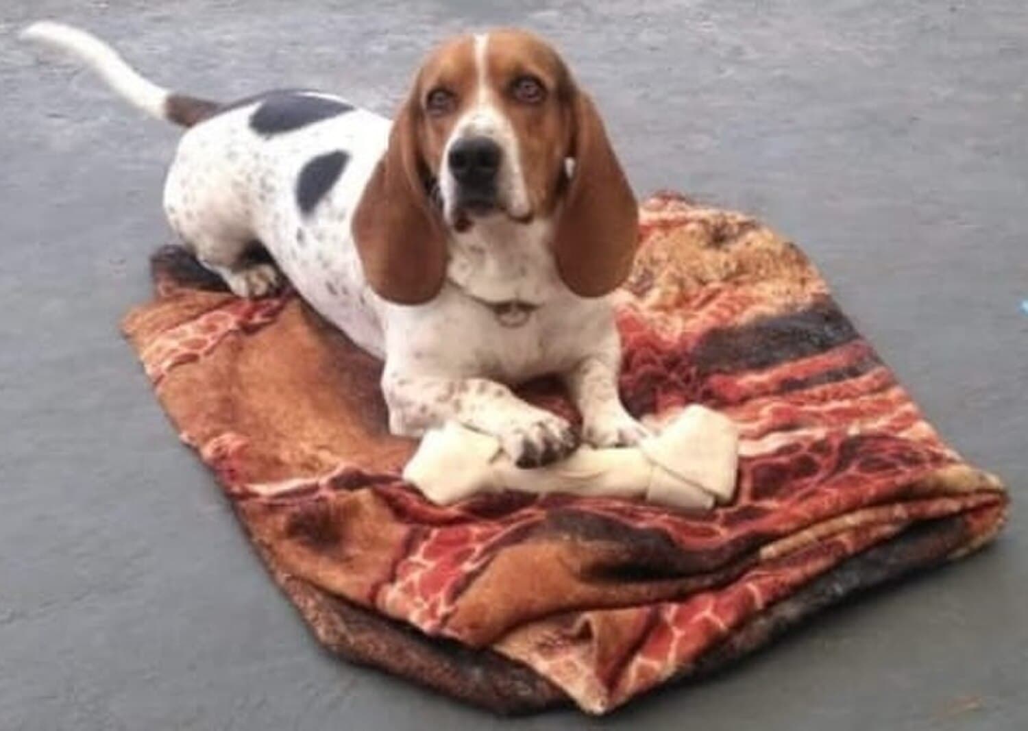 Basset Hound
