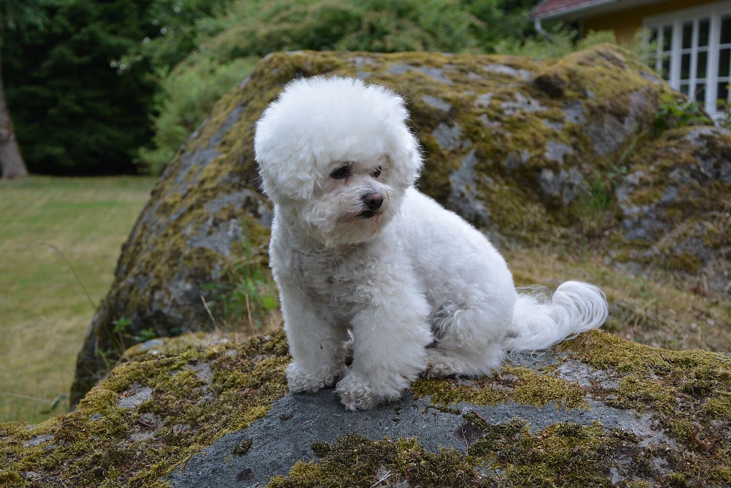 Bichon Frise