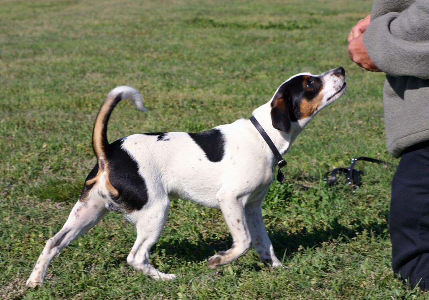 Danish-Swedish Farmdog