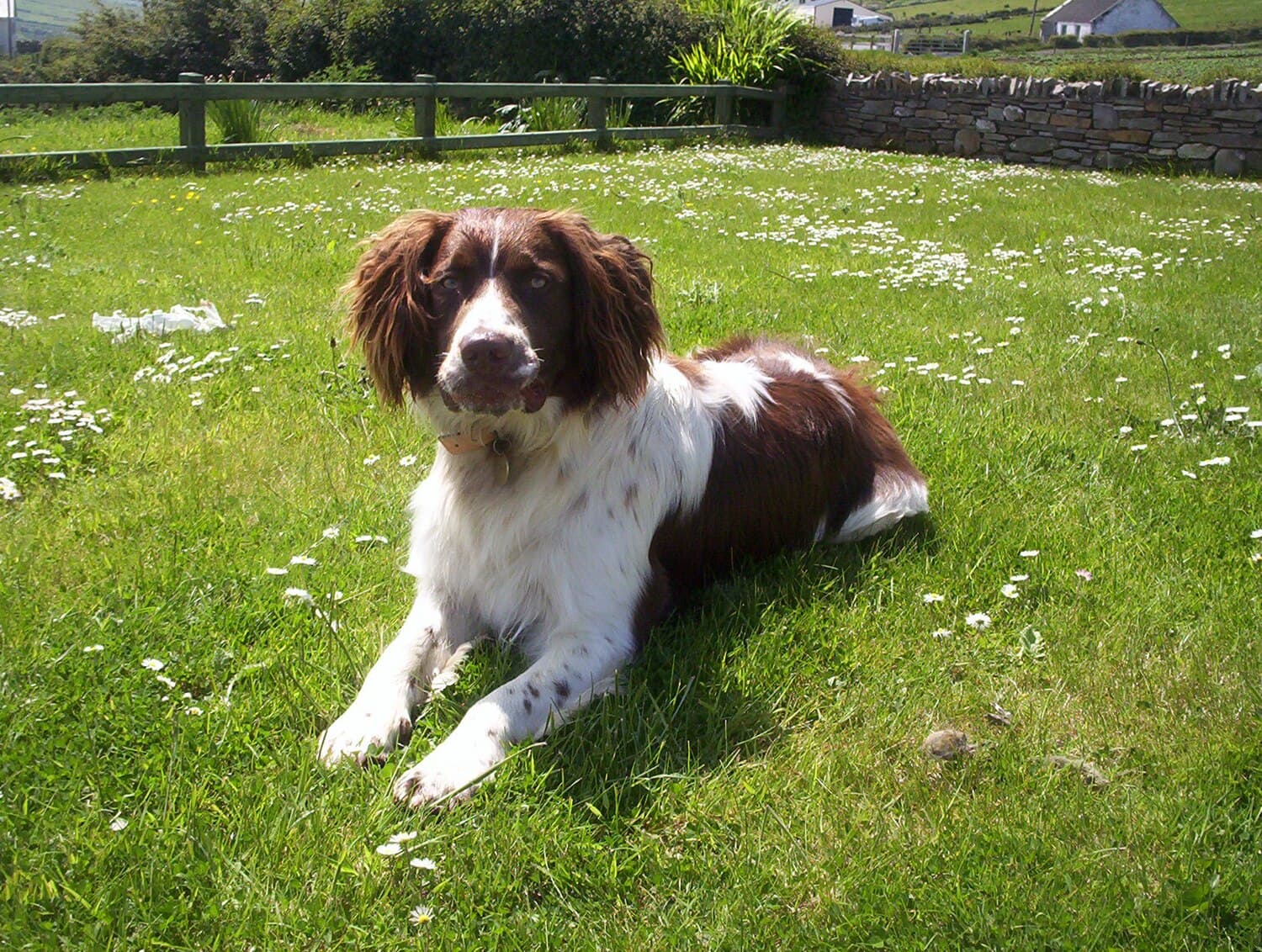 English Springer Spaniel
