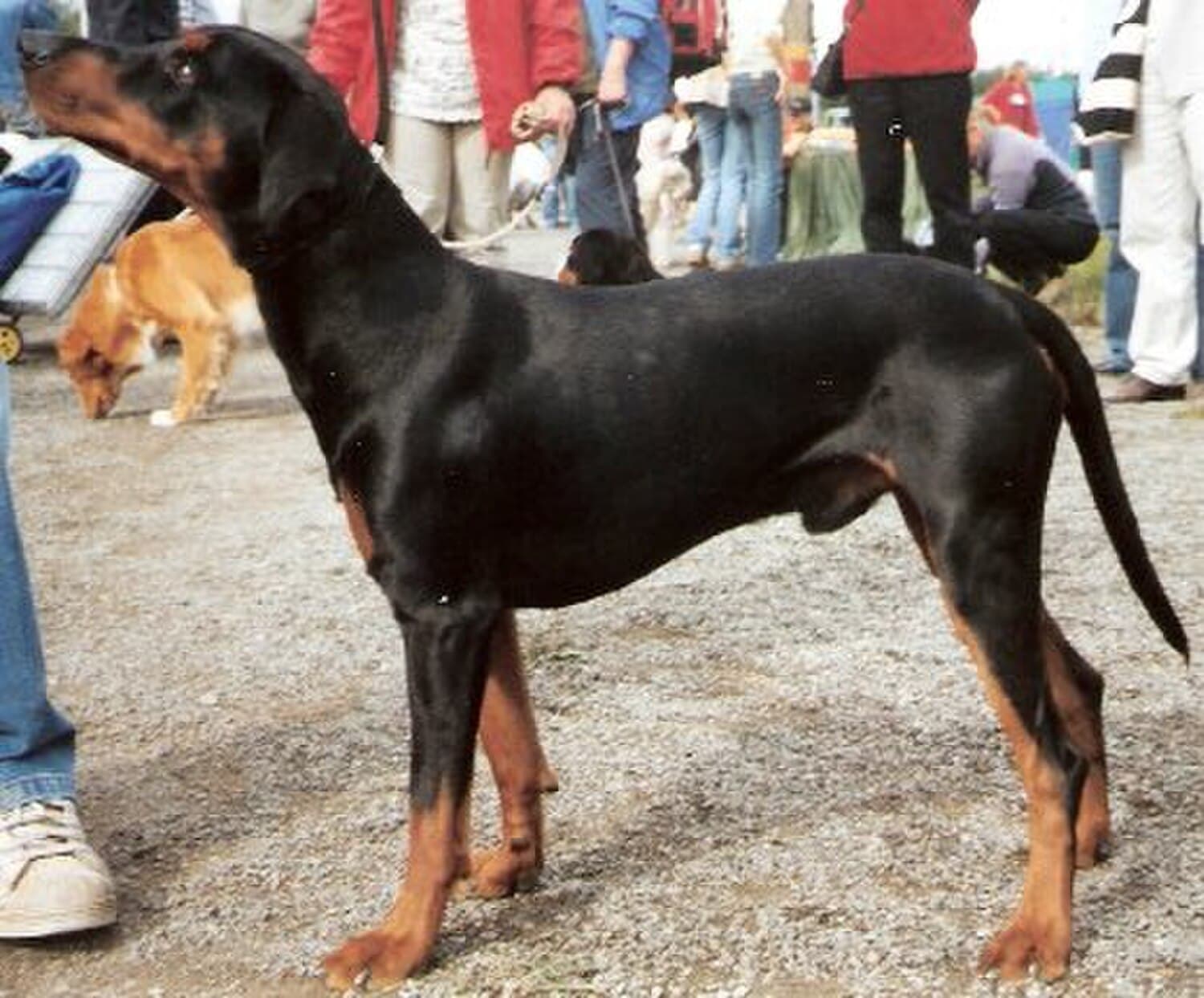German Pinscher