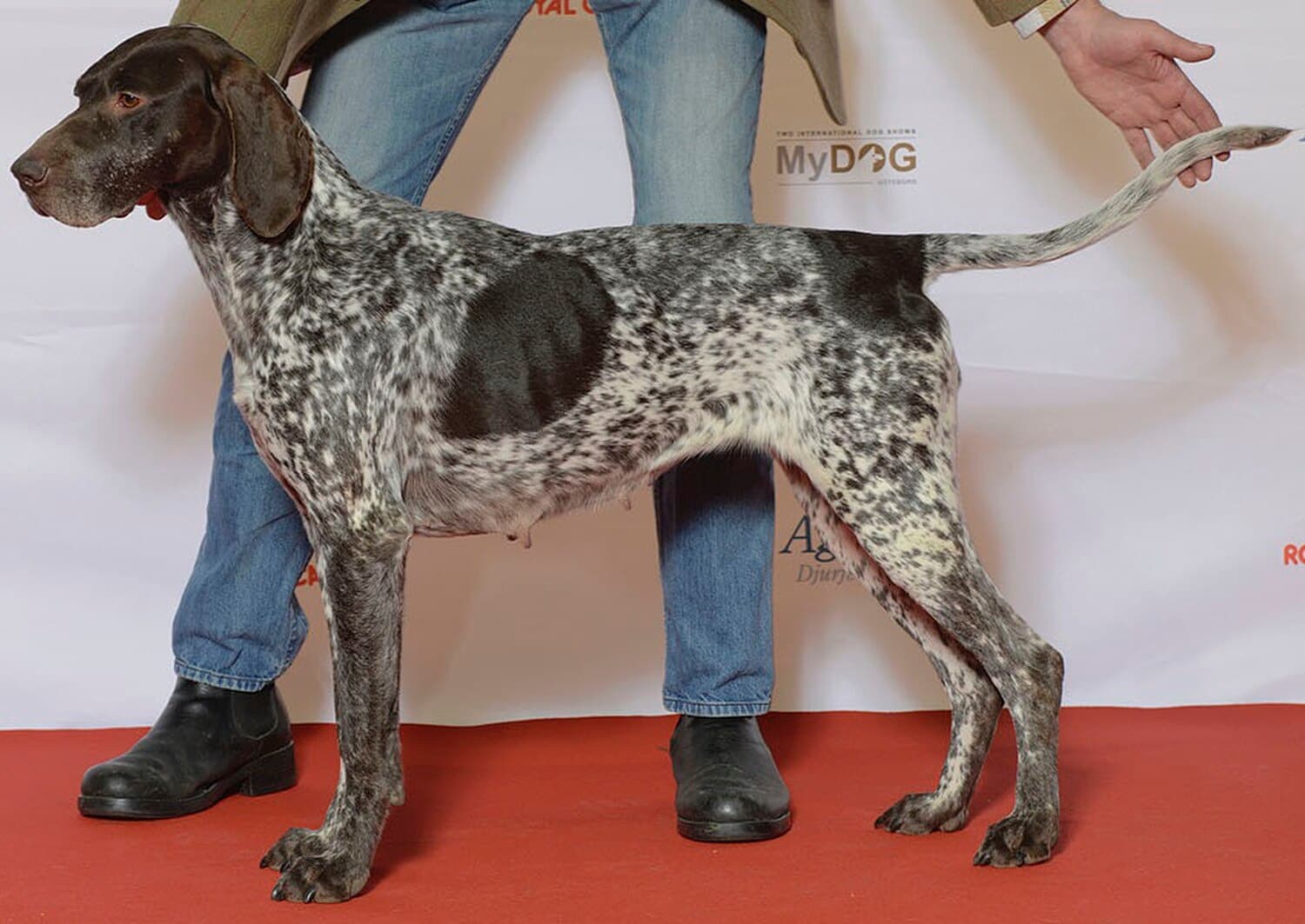 German Shorthaired Pointer