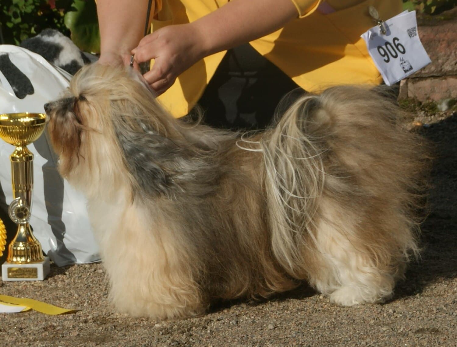 Havanese