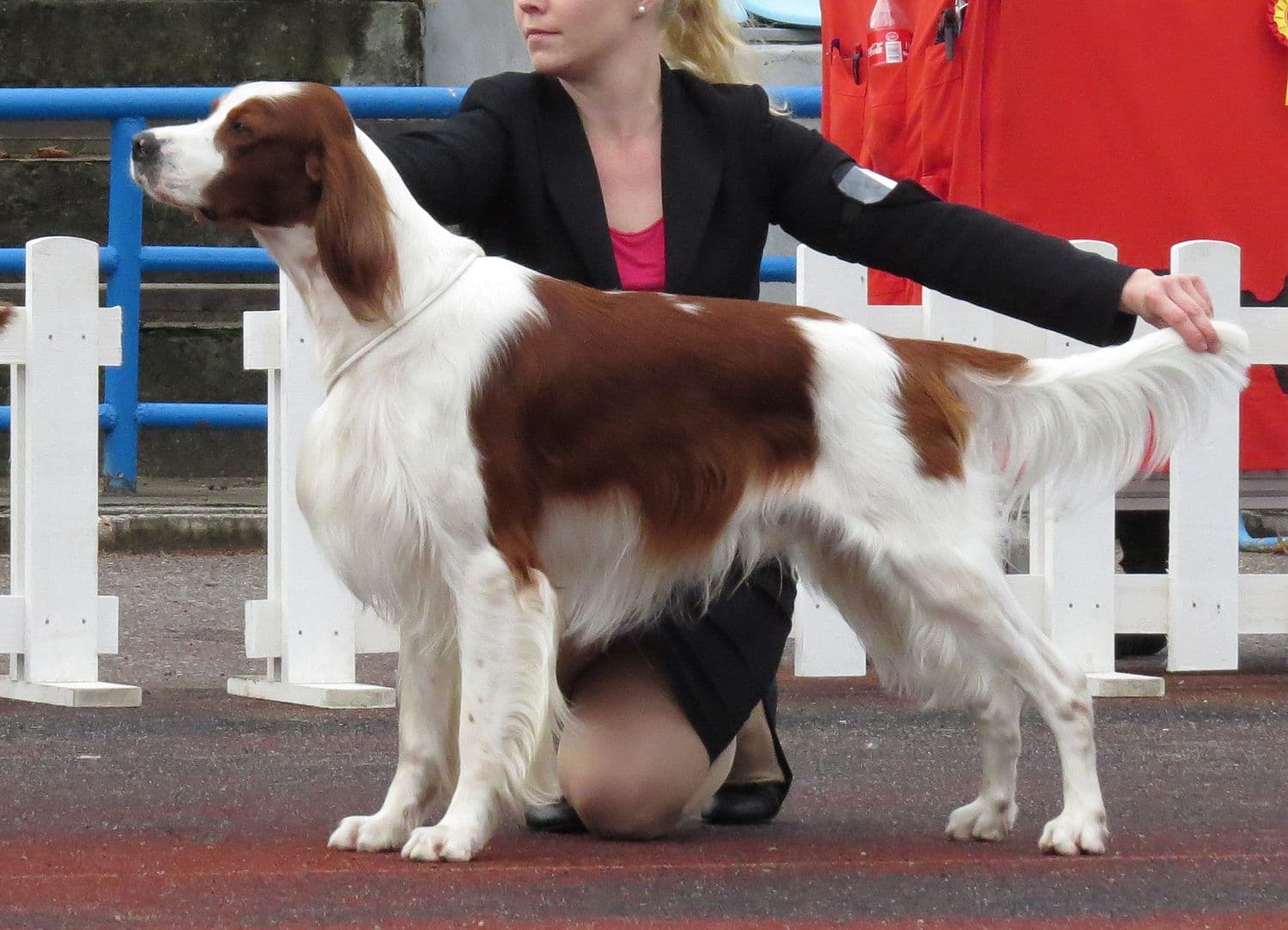 Irish Red and White Setter
