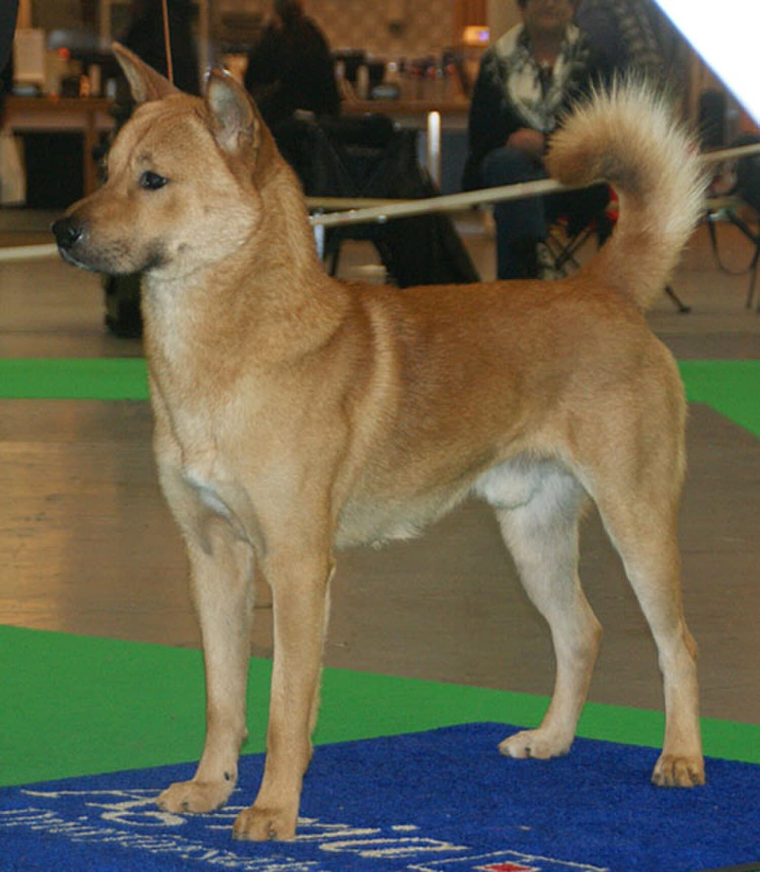 Jindo