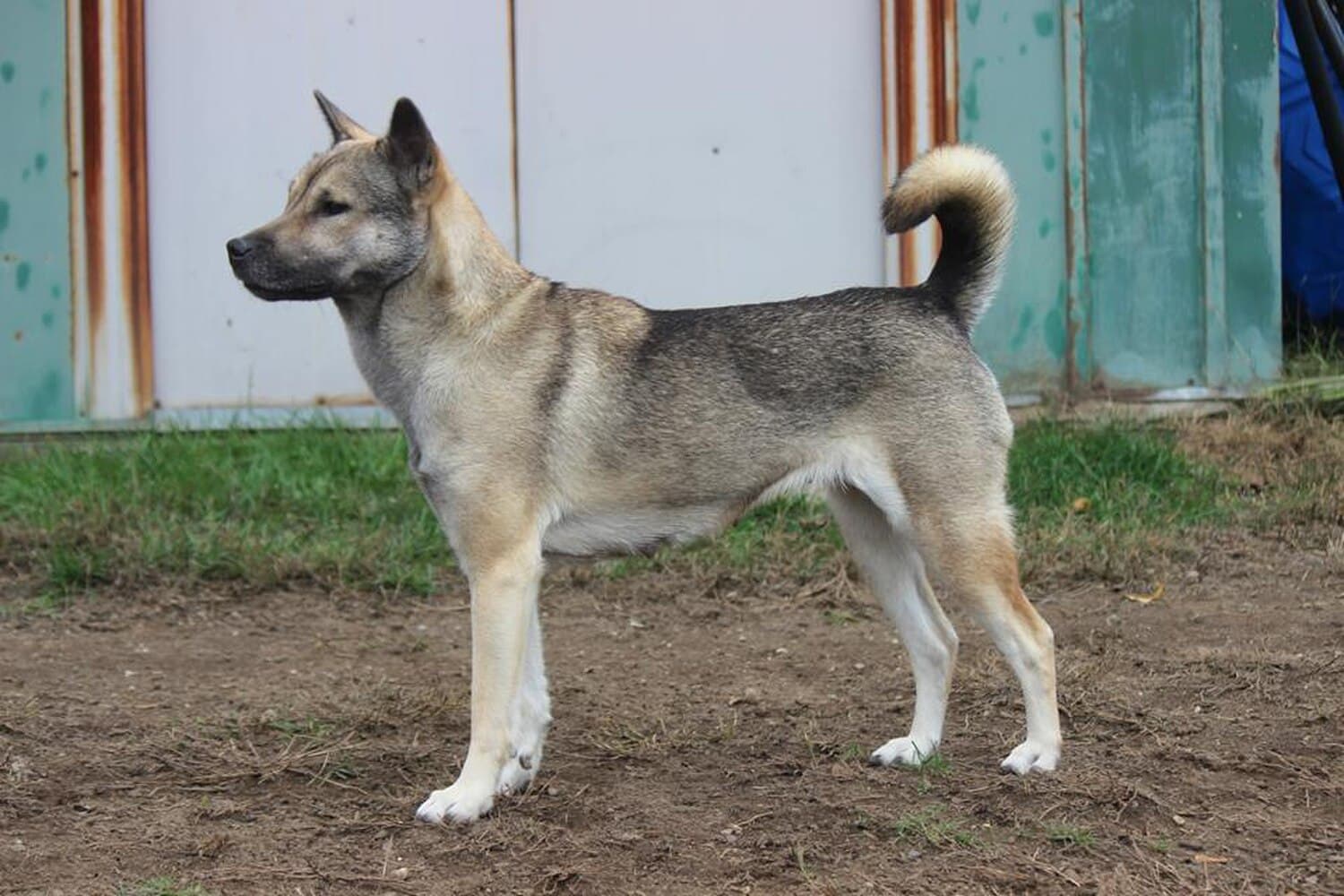 Kishu Ken