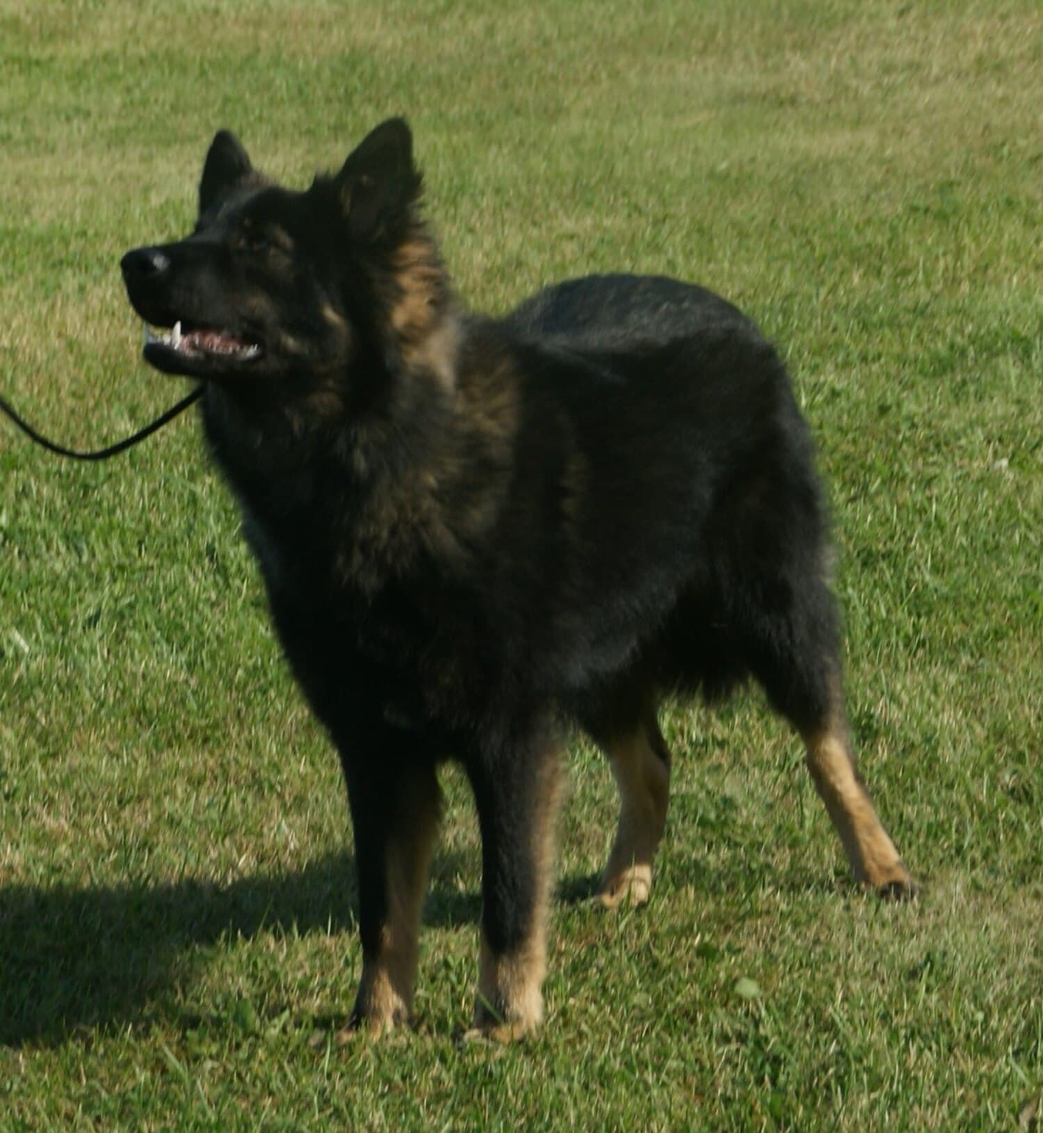 Lapponian Herder