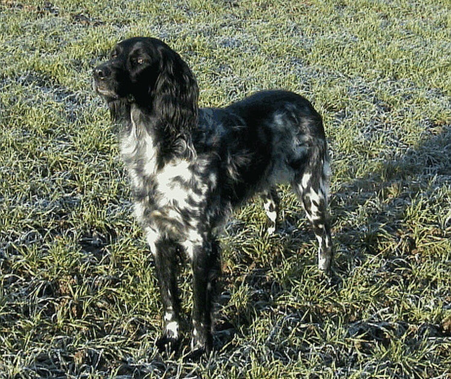 Large Munsterlander