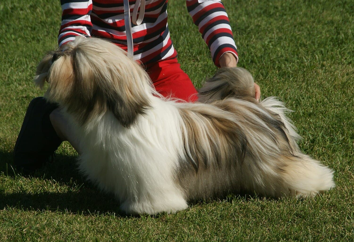 Lhasa Apso