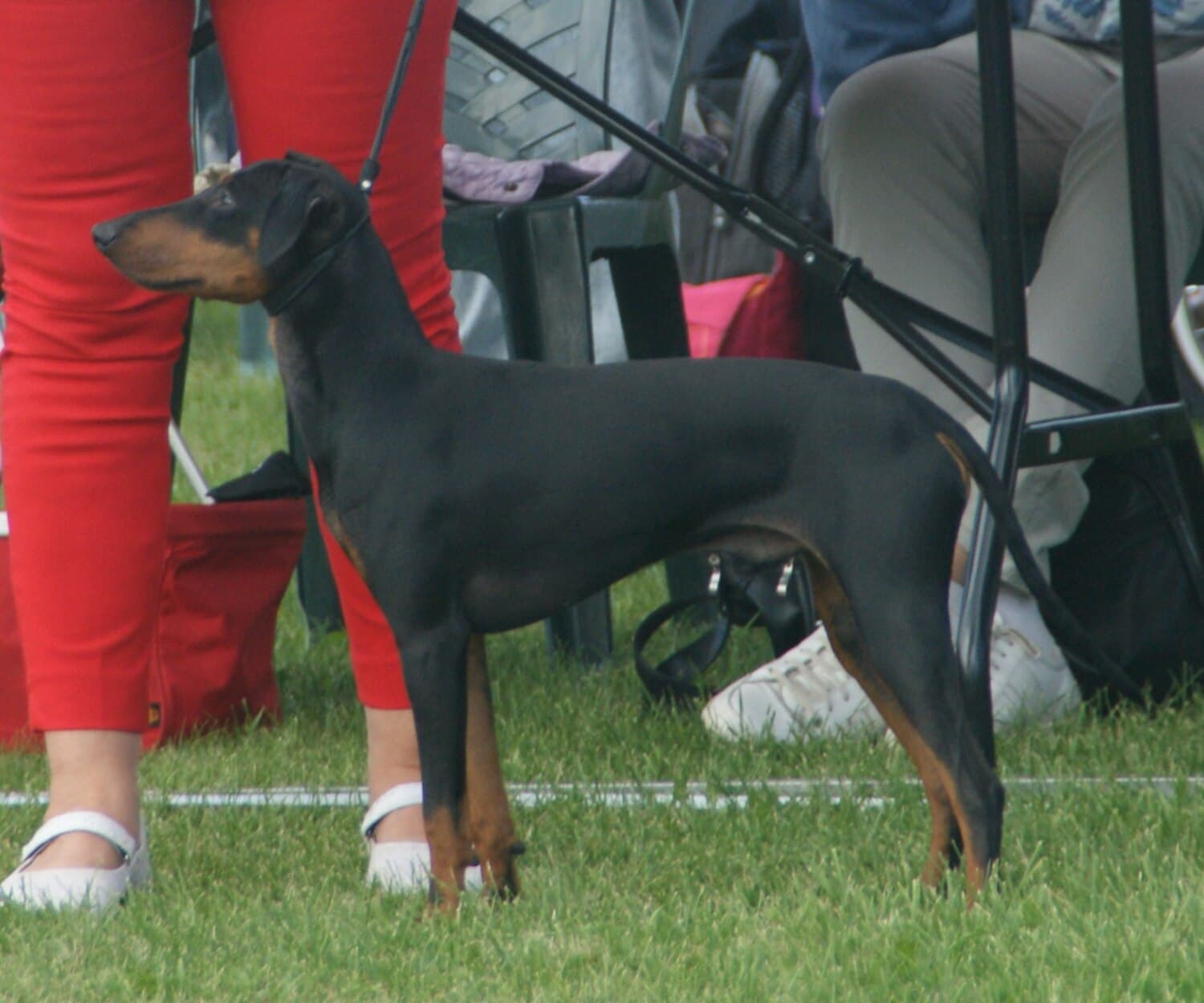 Manchester Terrier (Standard)