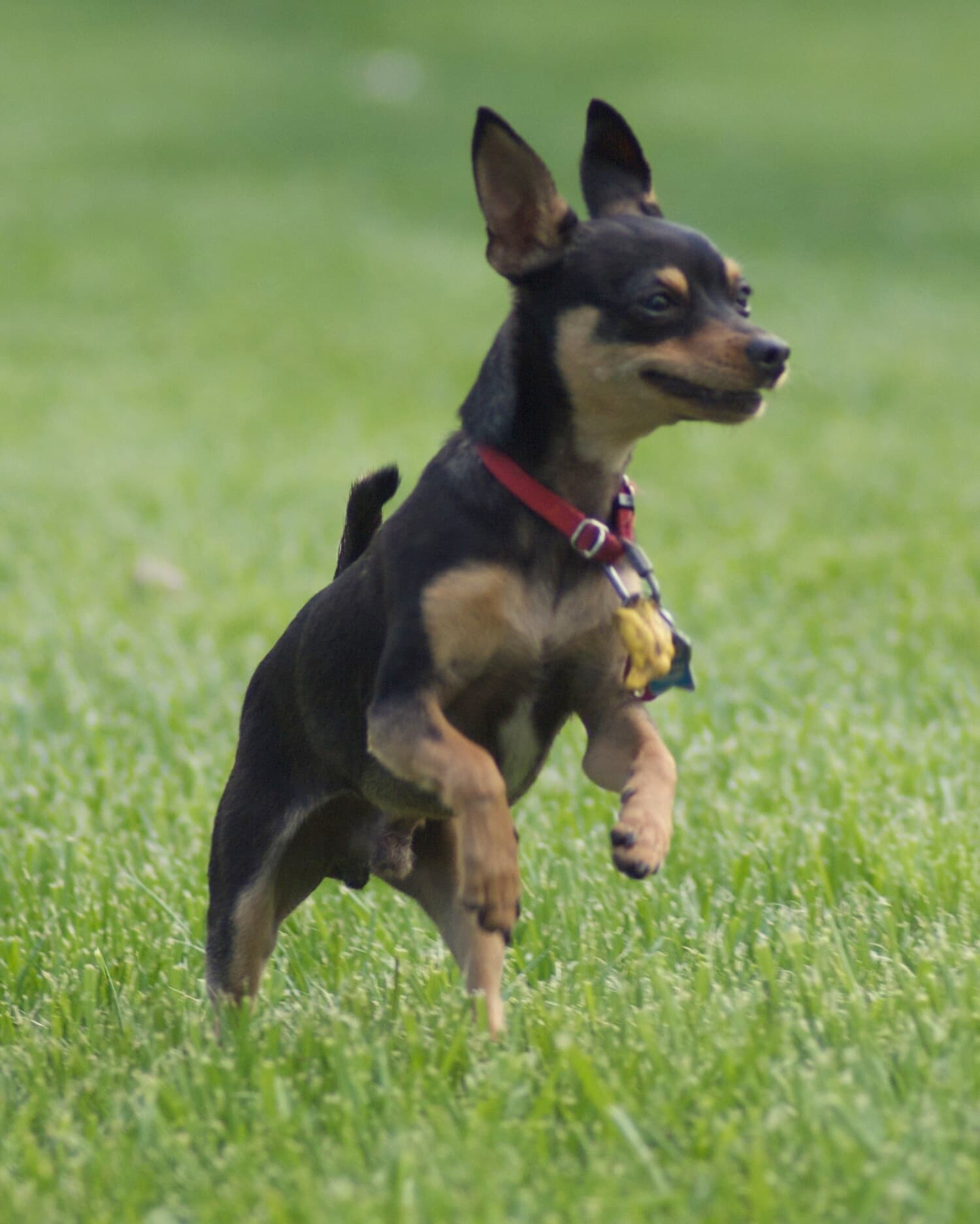 Manchester Terrier (Toy)