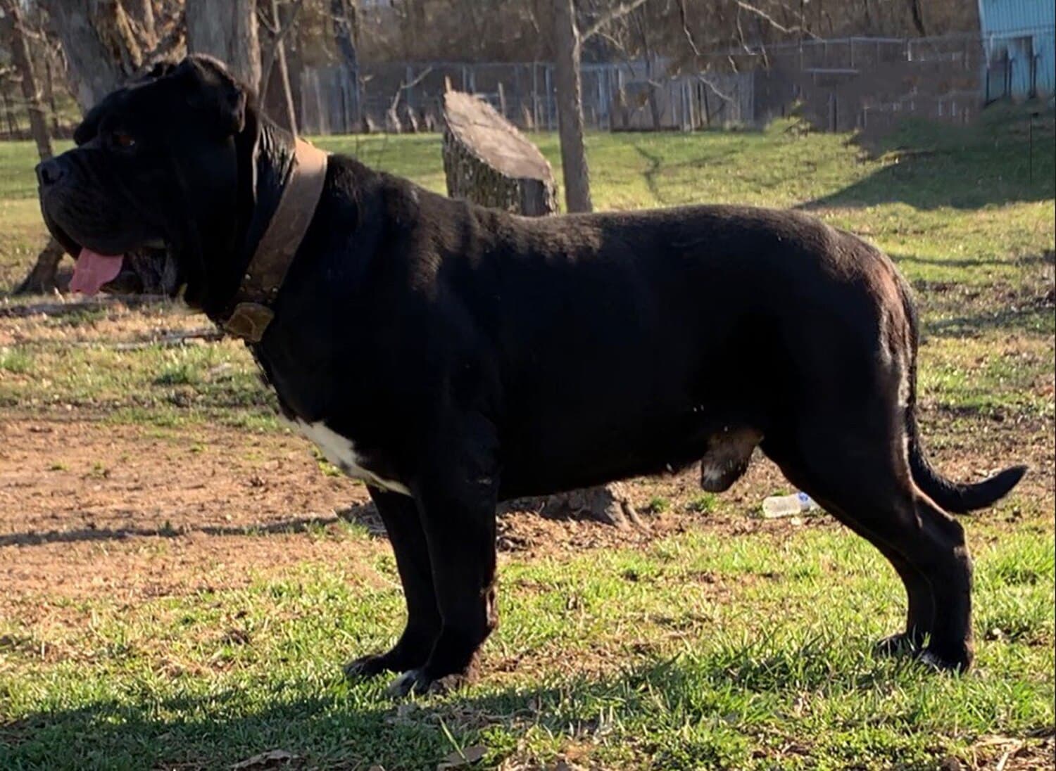 Mastiff
