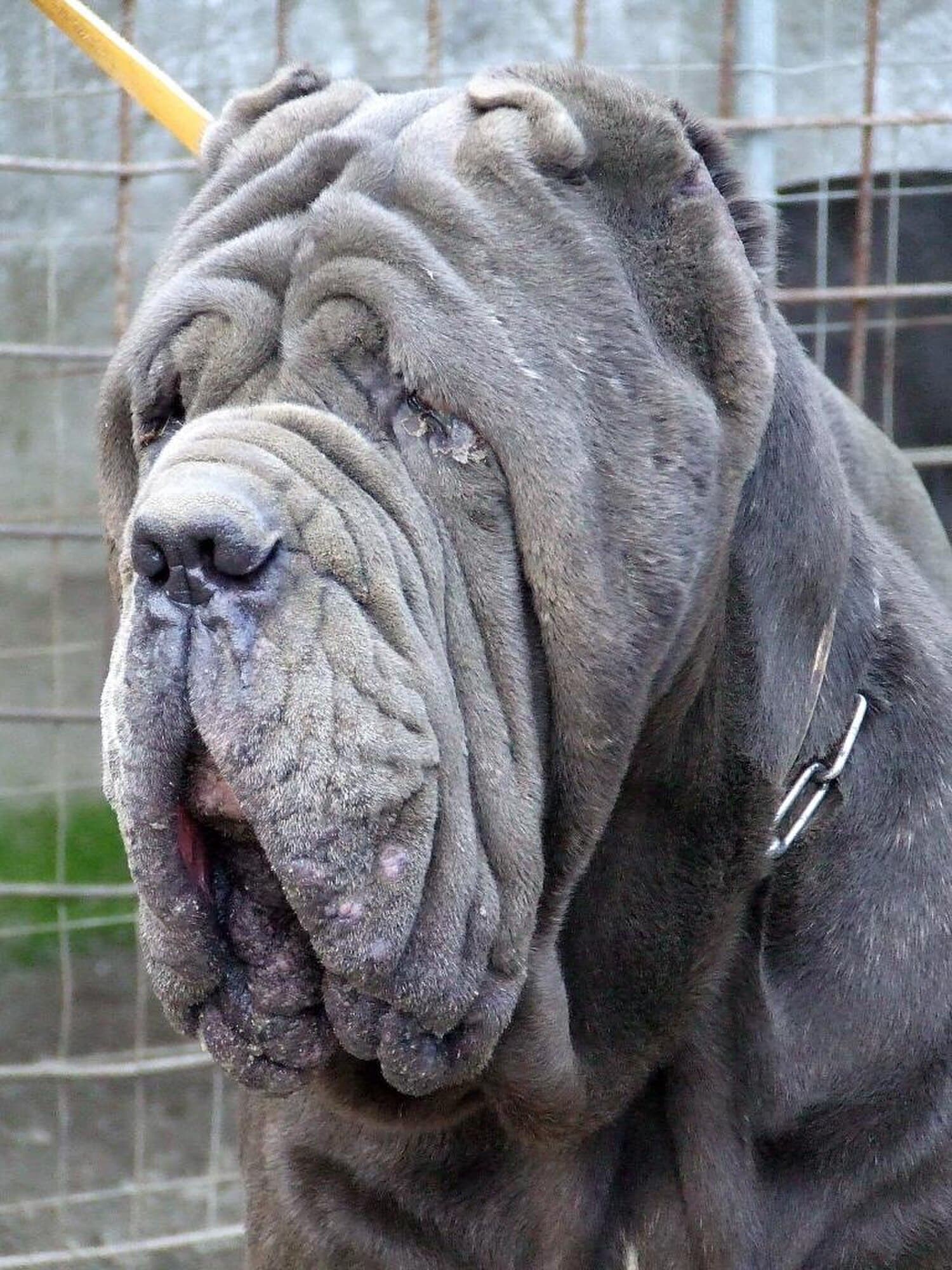 Neapolitan Mastiff