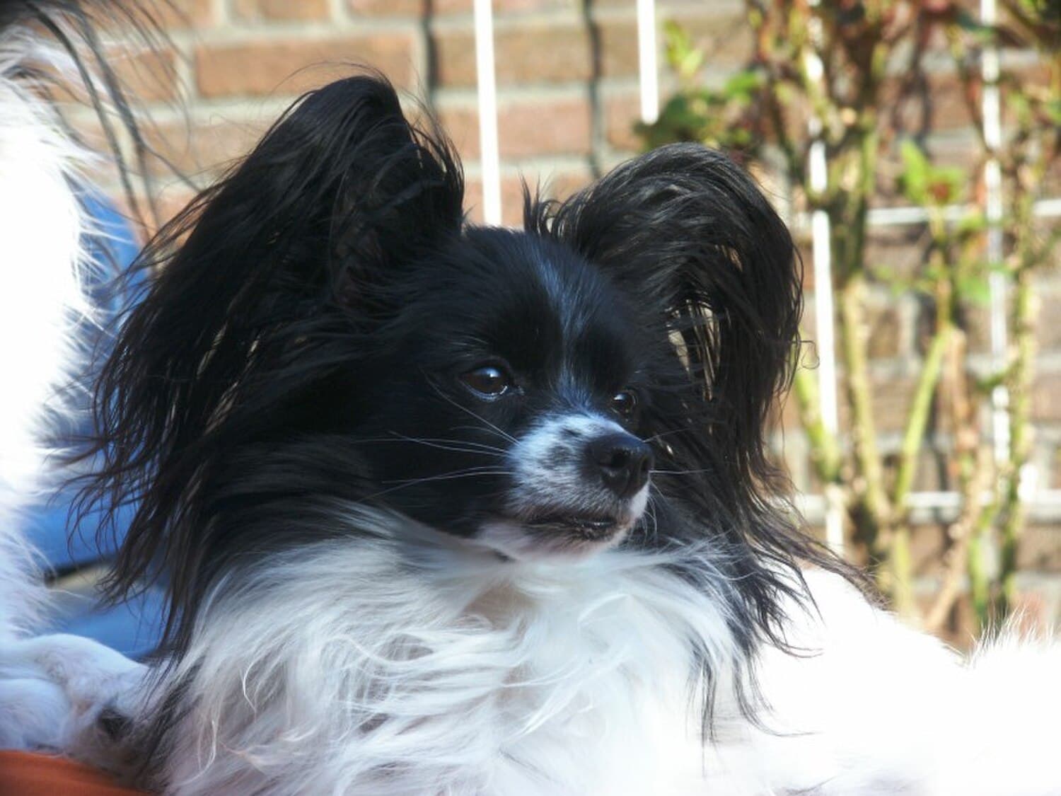 Papillon