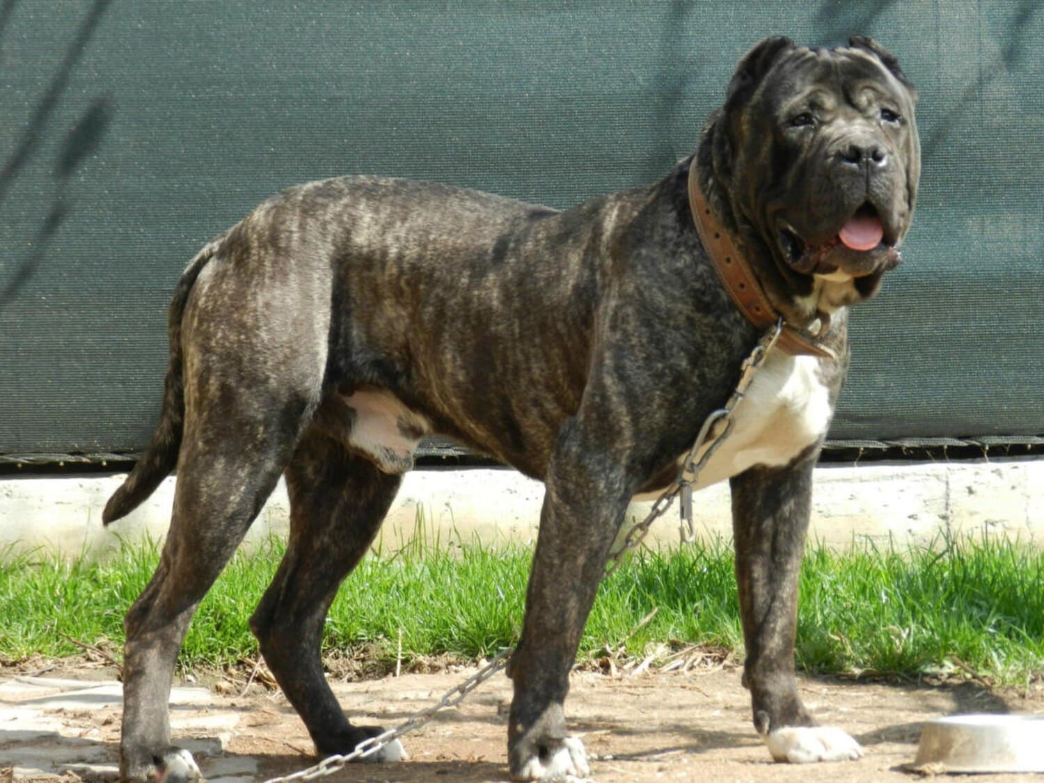 Perro de Presa Canario
