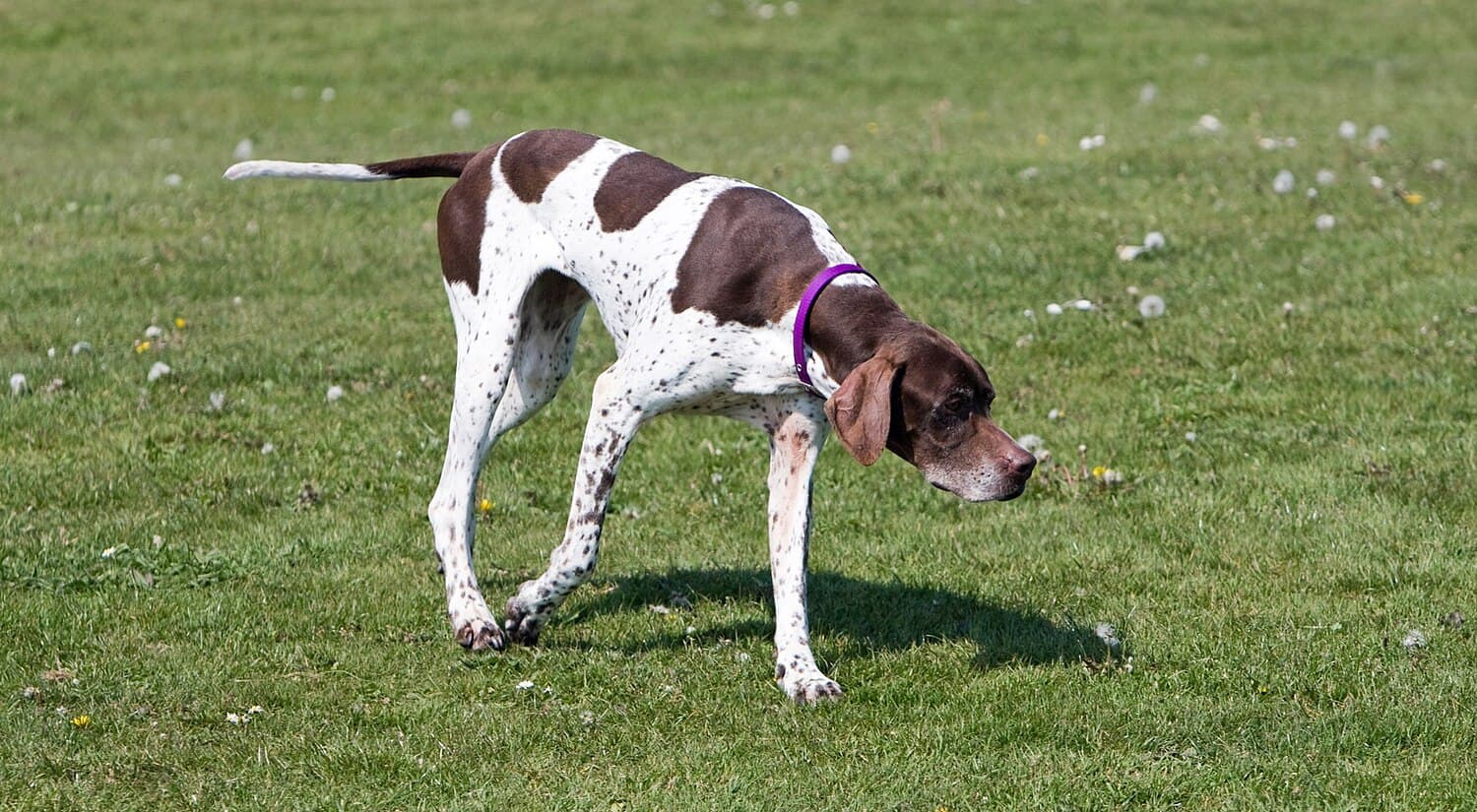 Pointer