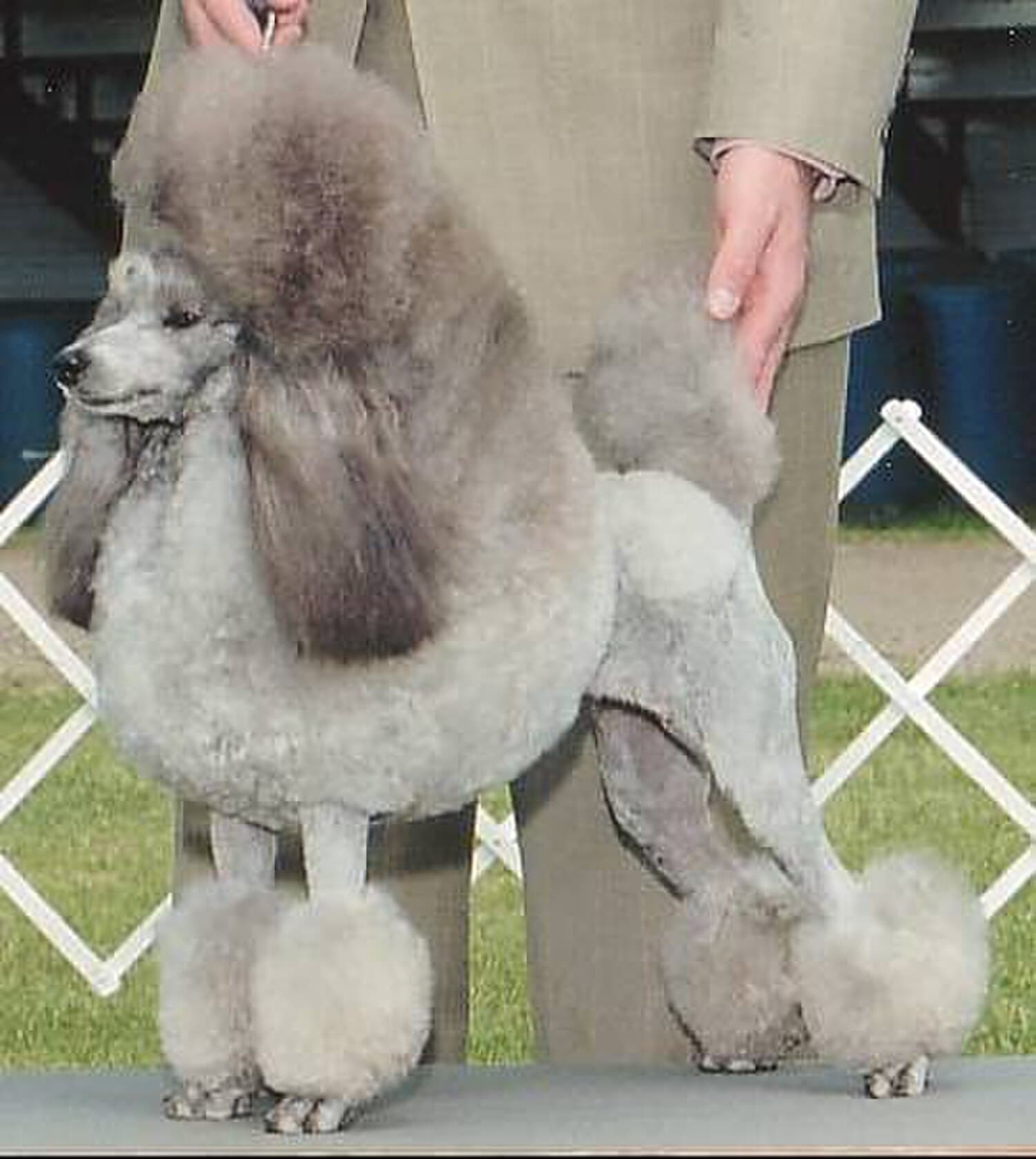 Poodle (Miniature)