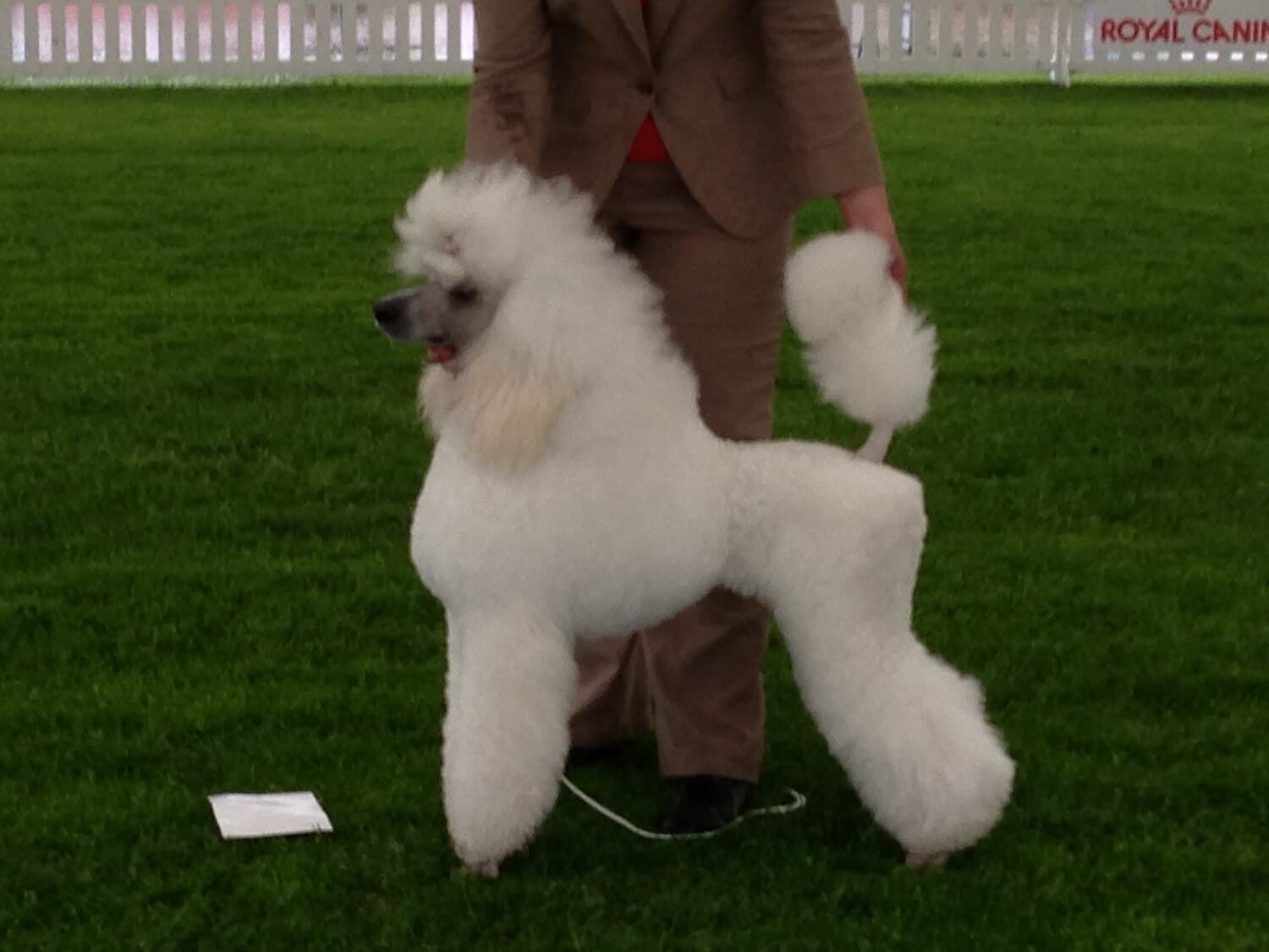 Poodle (Standard)