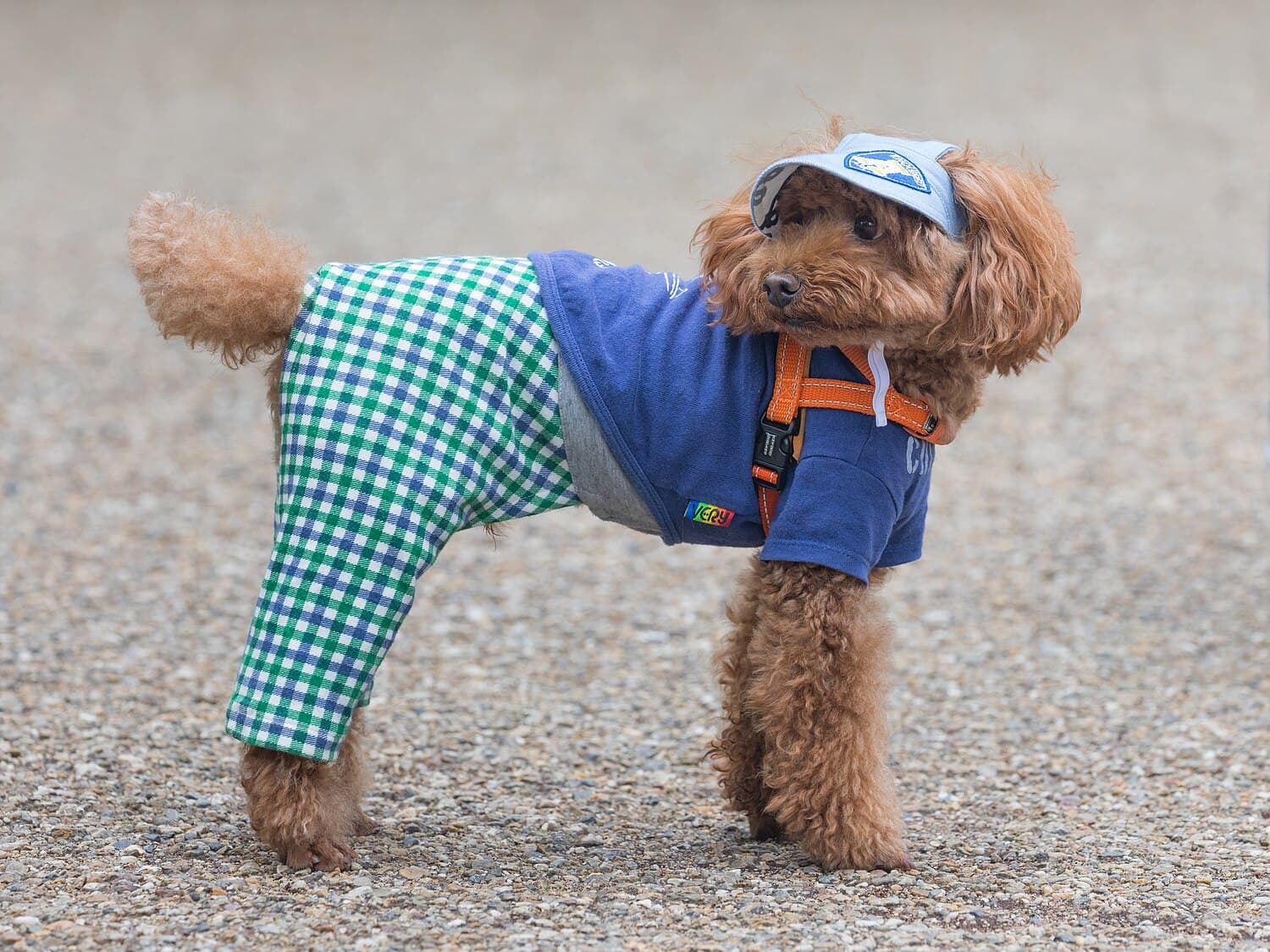 Poodle (Toy)