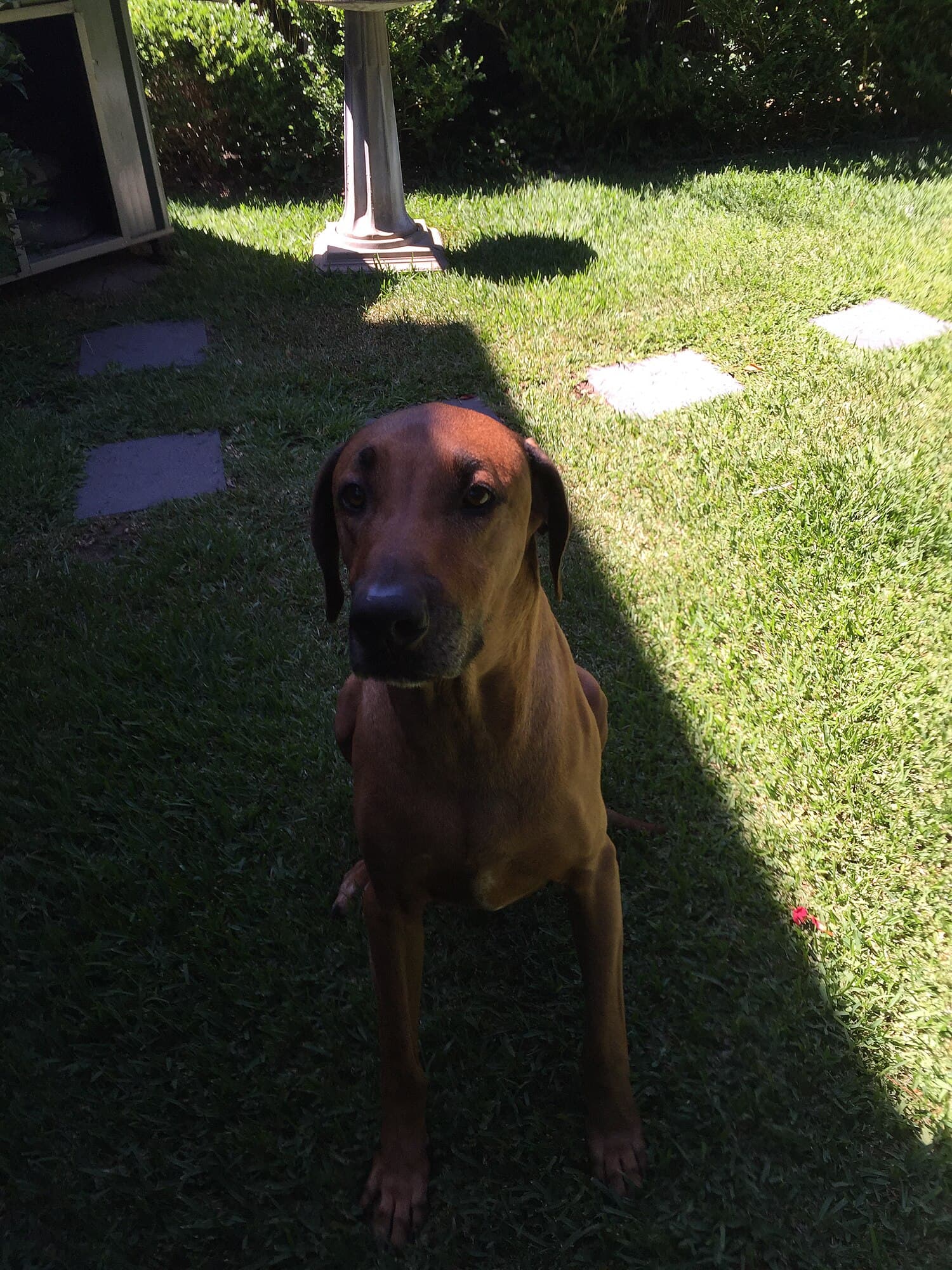 Rhodesian Ridgeback