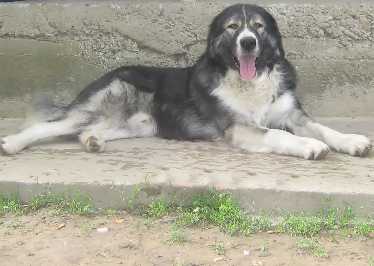 Romanian Carpathian Shepherd