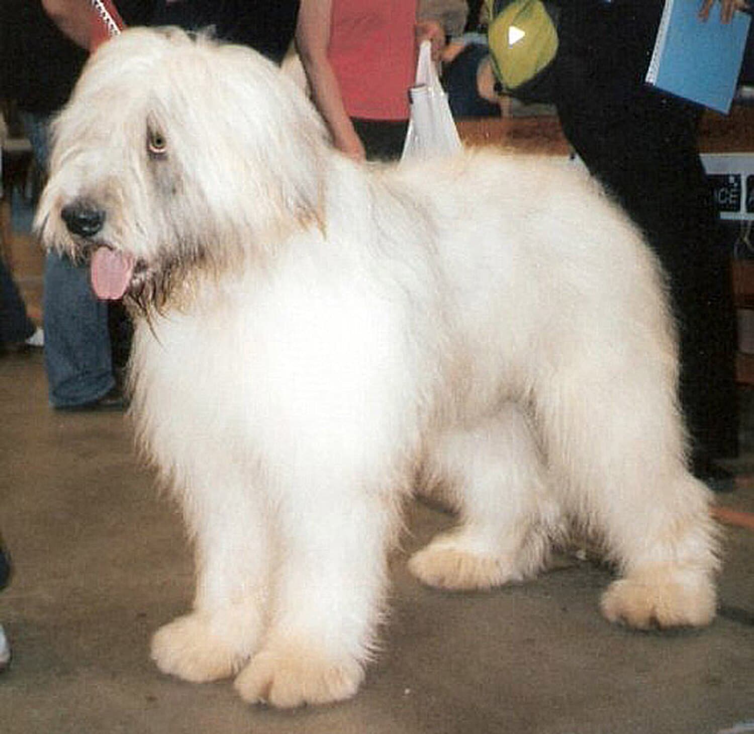 Romanian Mioritic Shepherd Dog