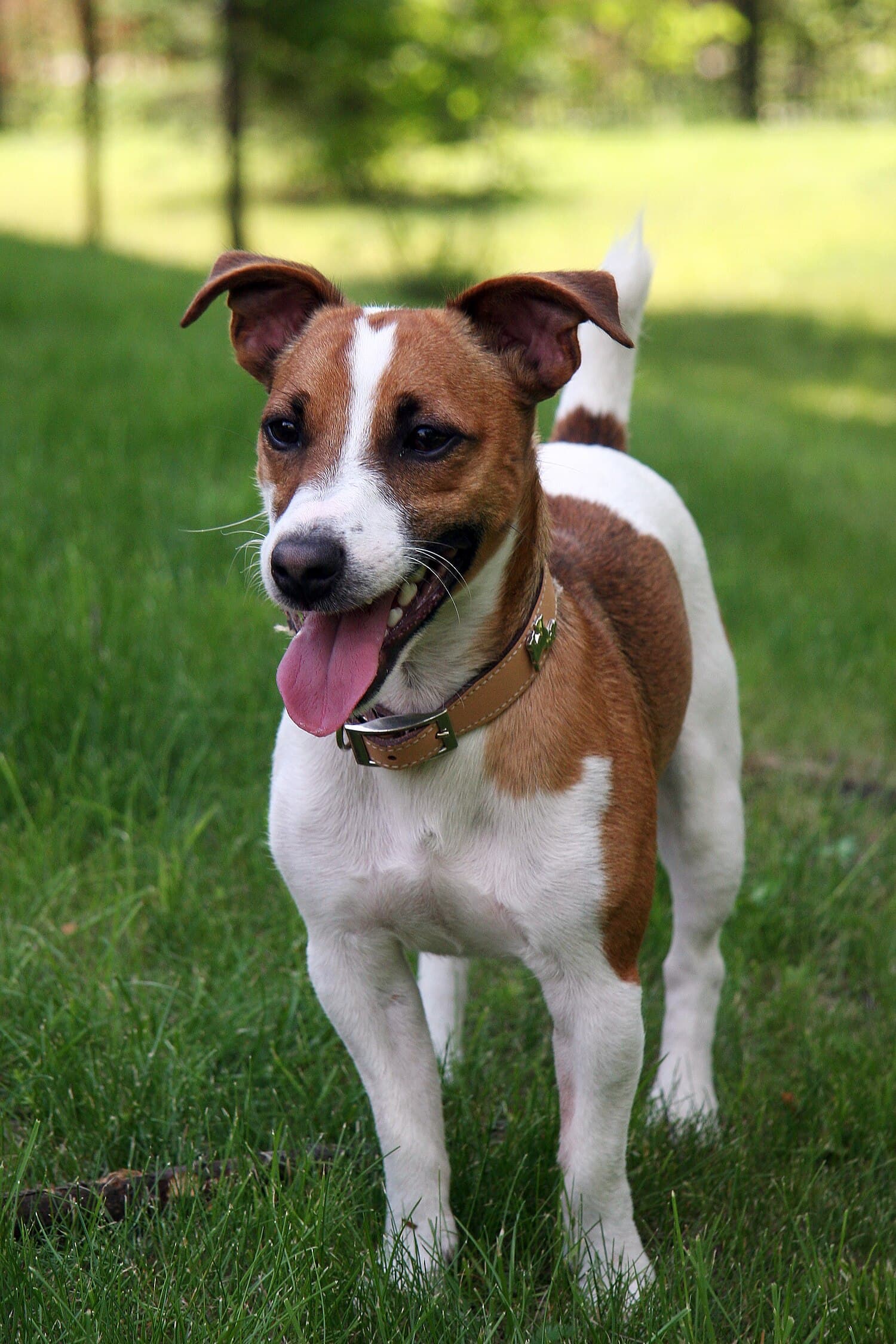 Russell Terrier