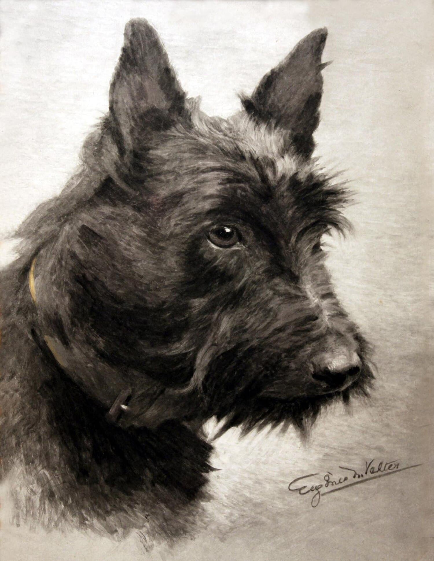 Scottish Terrier
