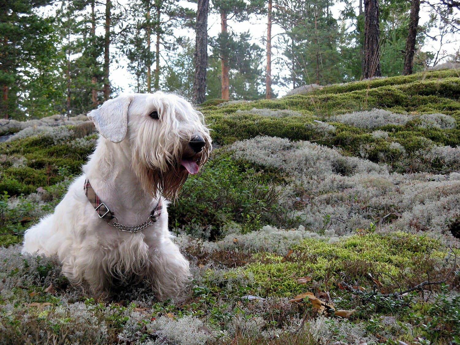 Sealyham Terrier