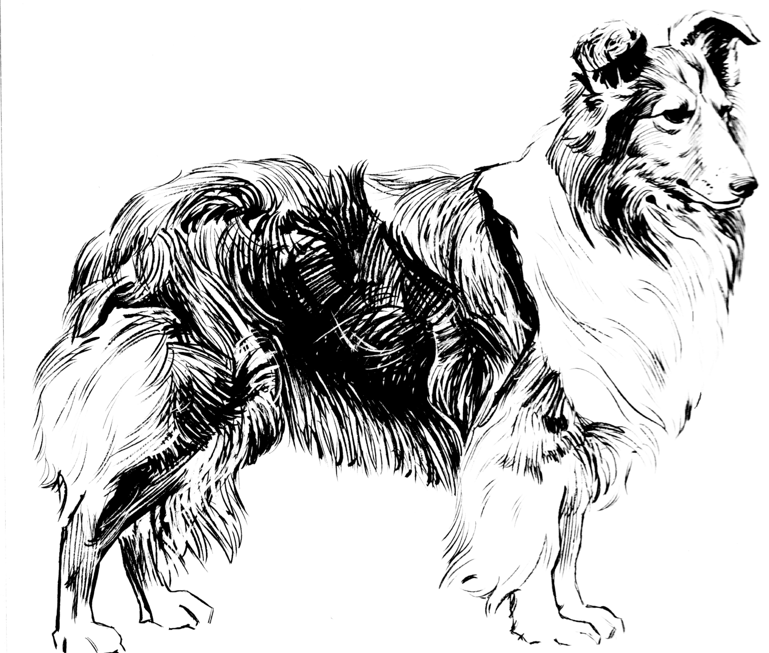 Shetland Sheepdog