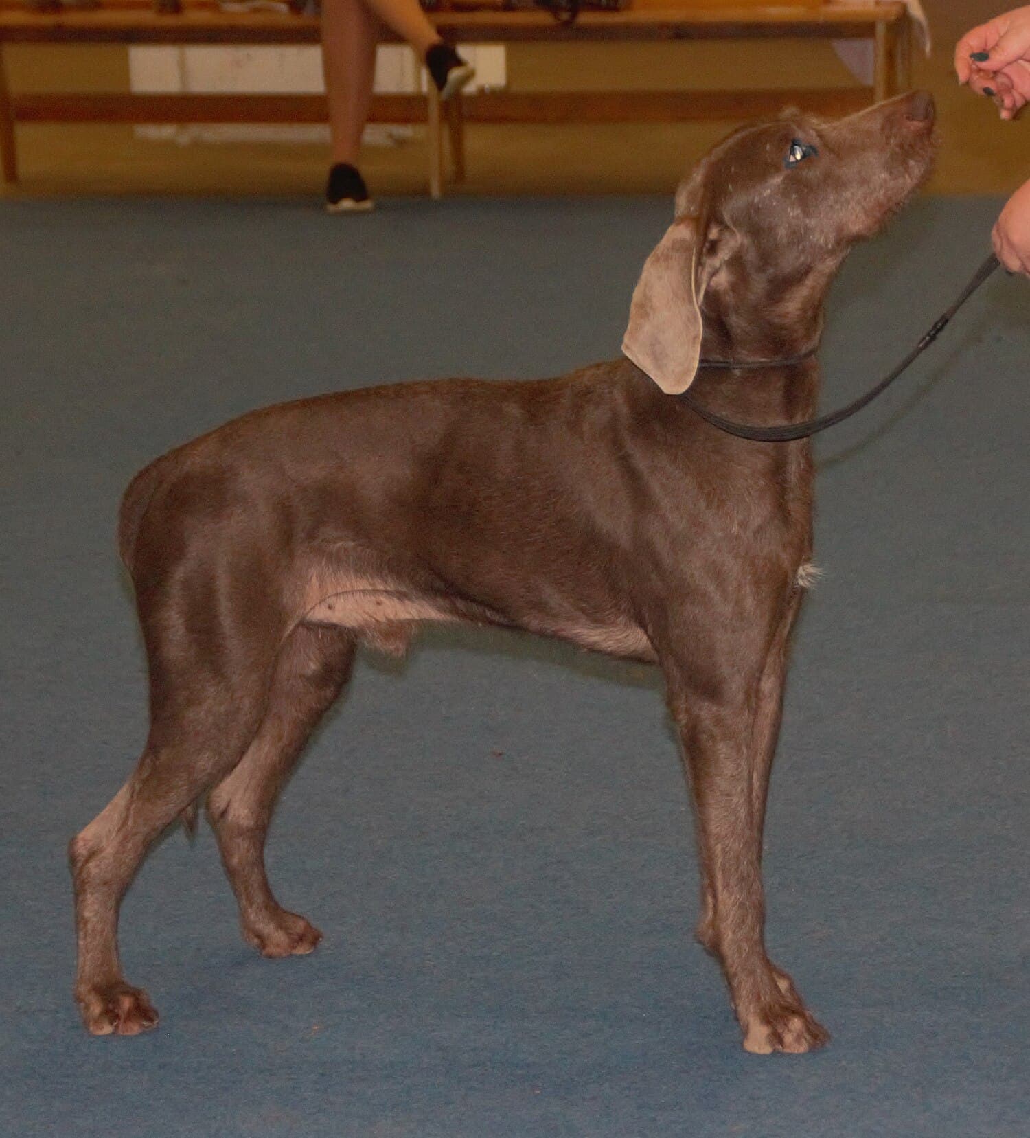Slovakian Wirehaired Pointer