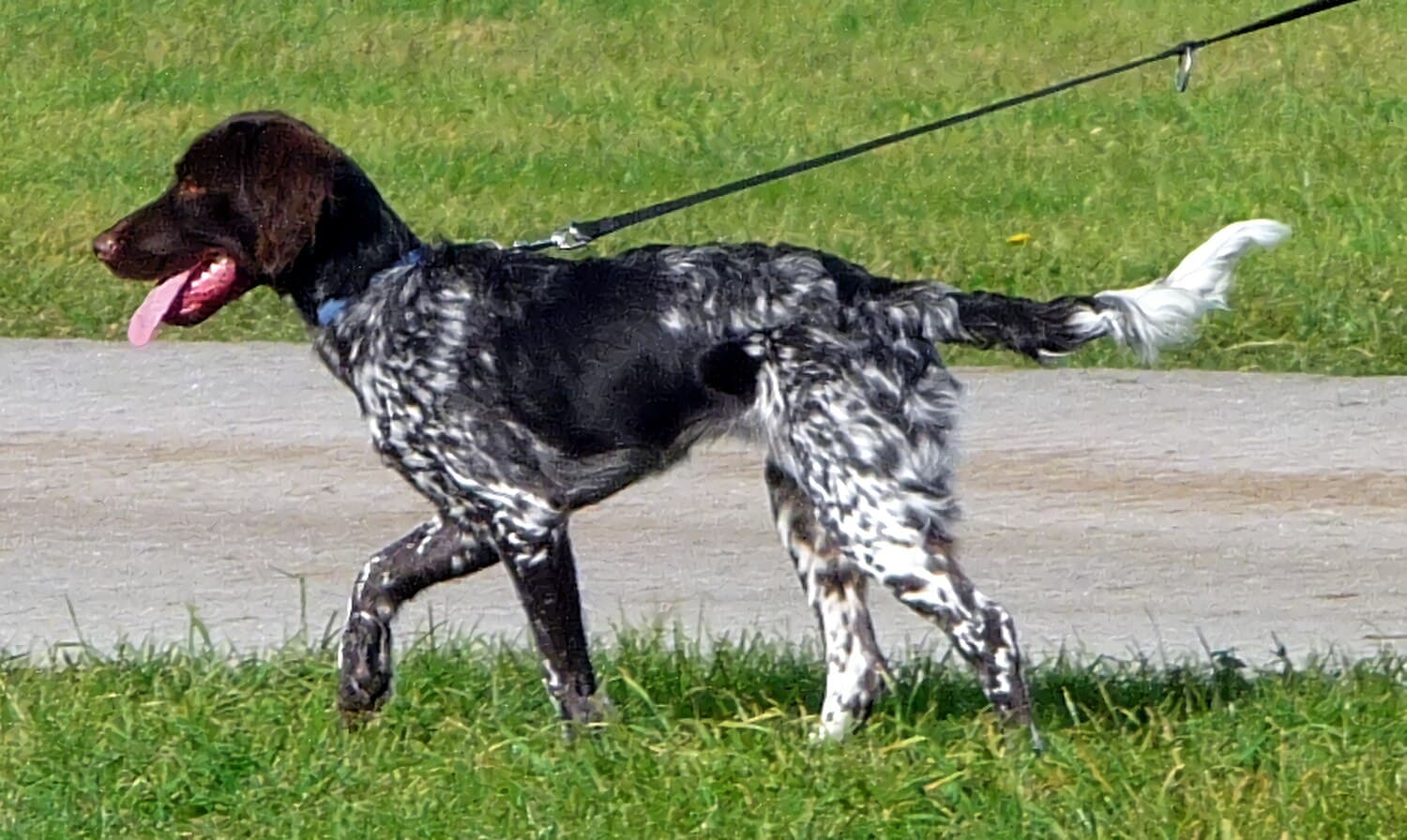 Small Munsterlander