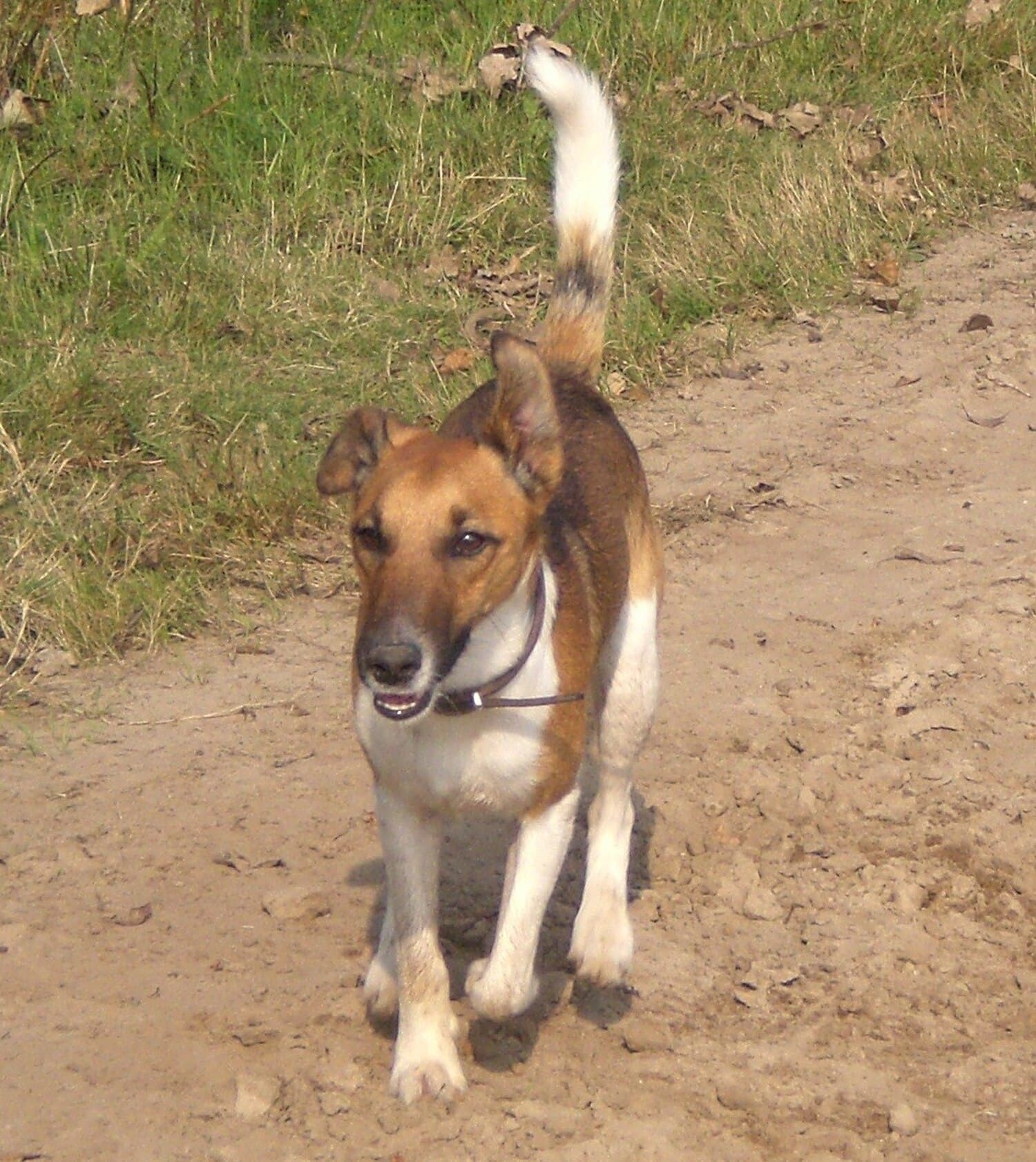 Smooth Fox Terrier