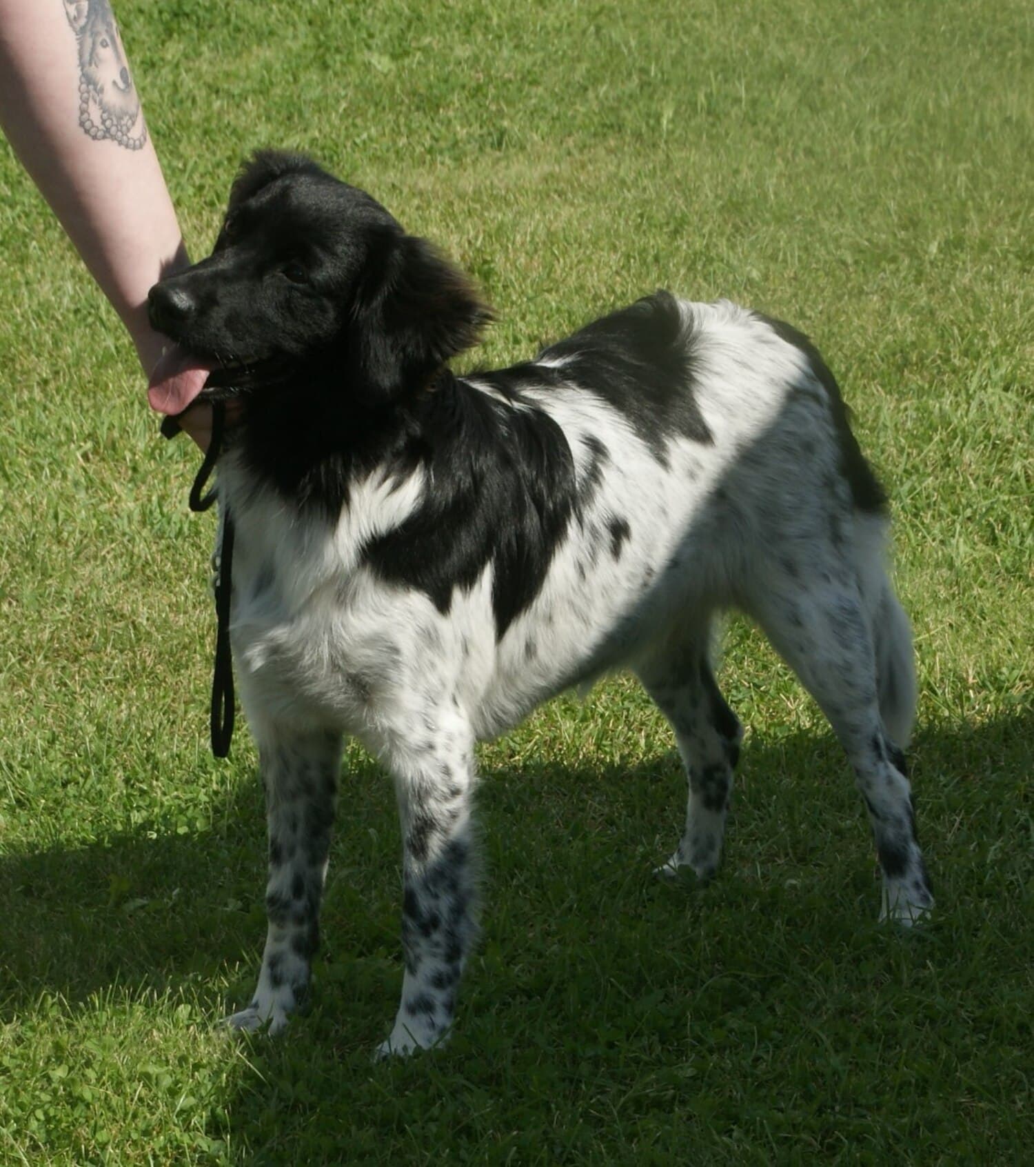 Stabyhoun