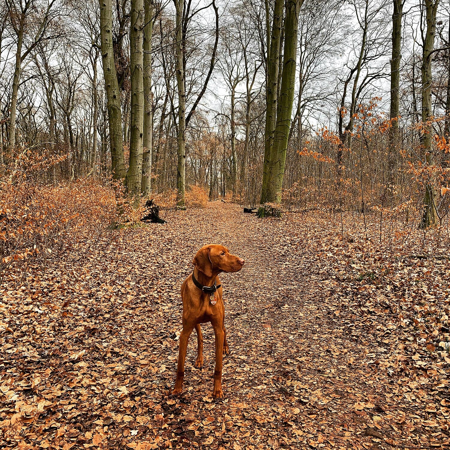 Vizsla
