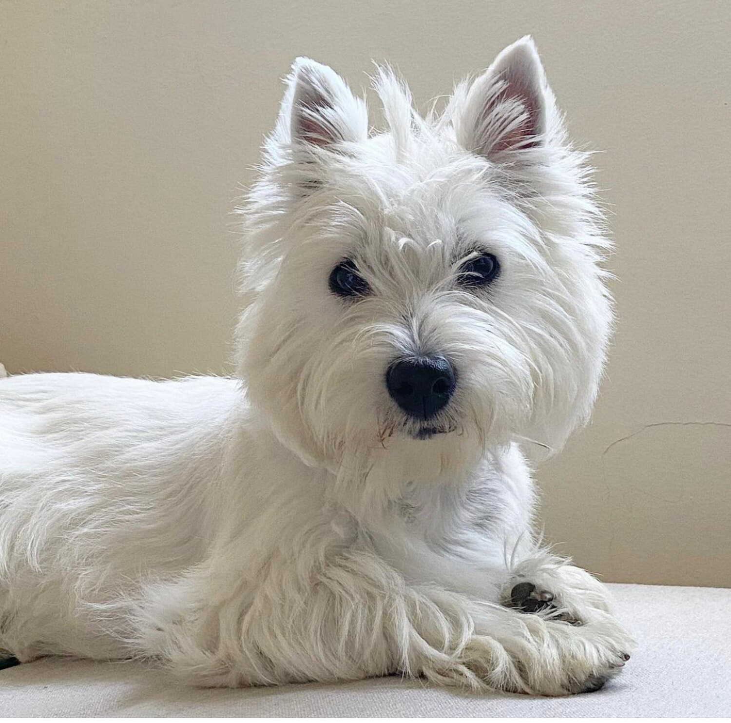 West Highland White Terrier