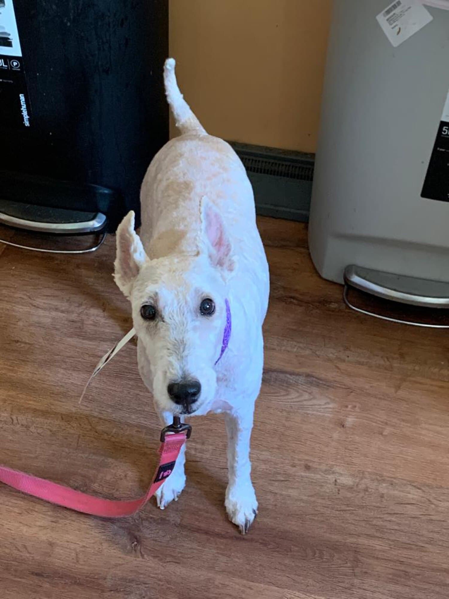 Wire Fox Terrier