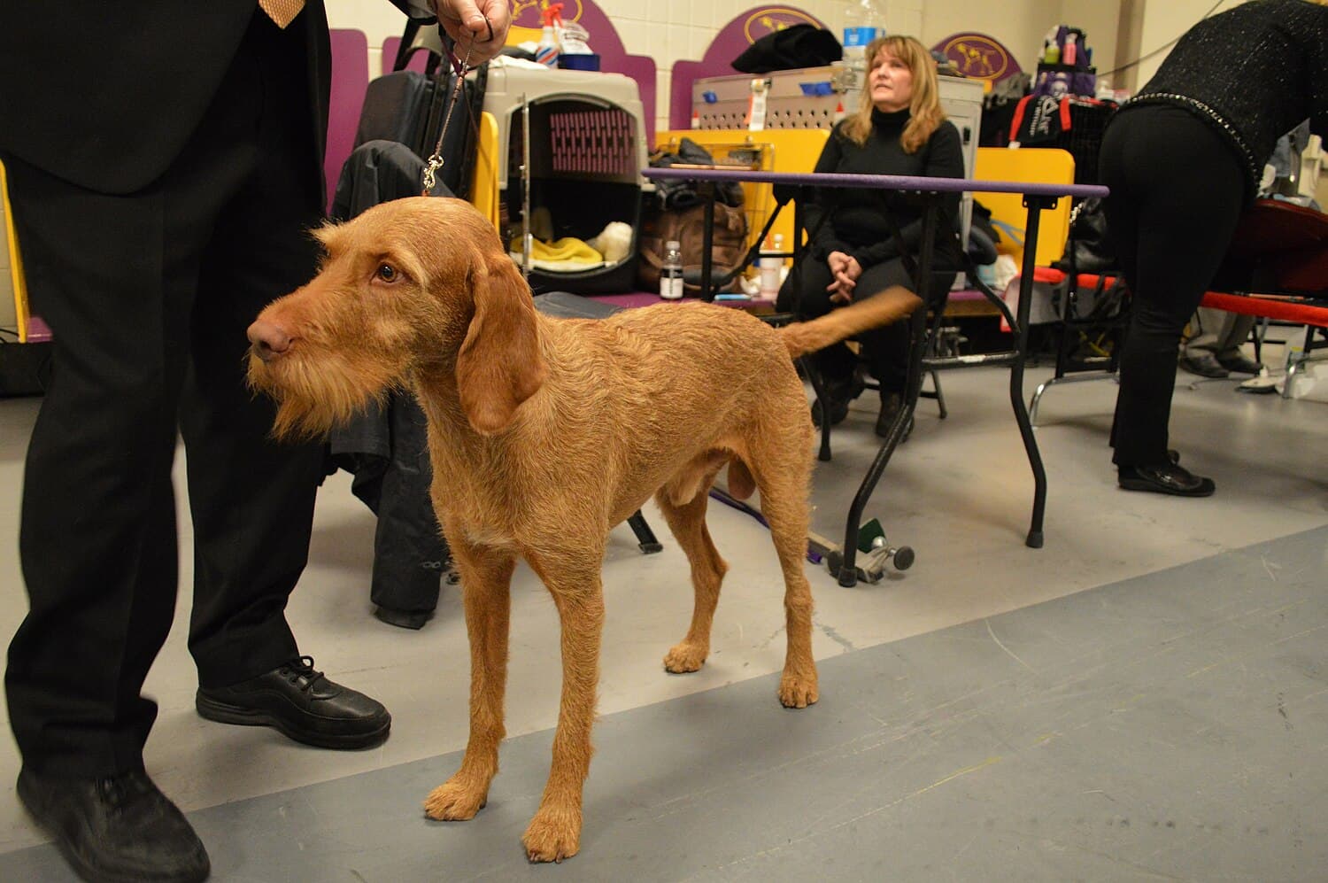 Wirehaired Vizsla