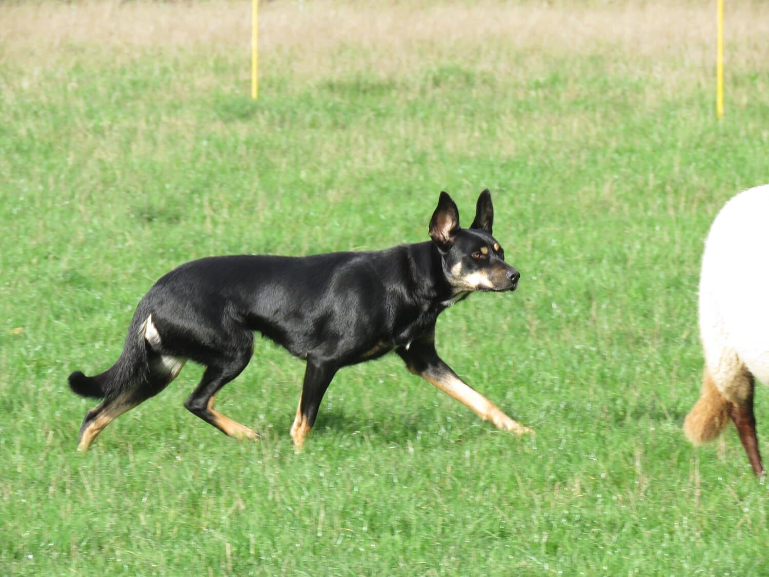 Working Kelpie