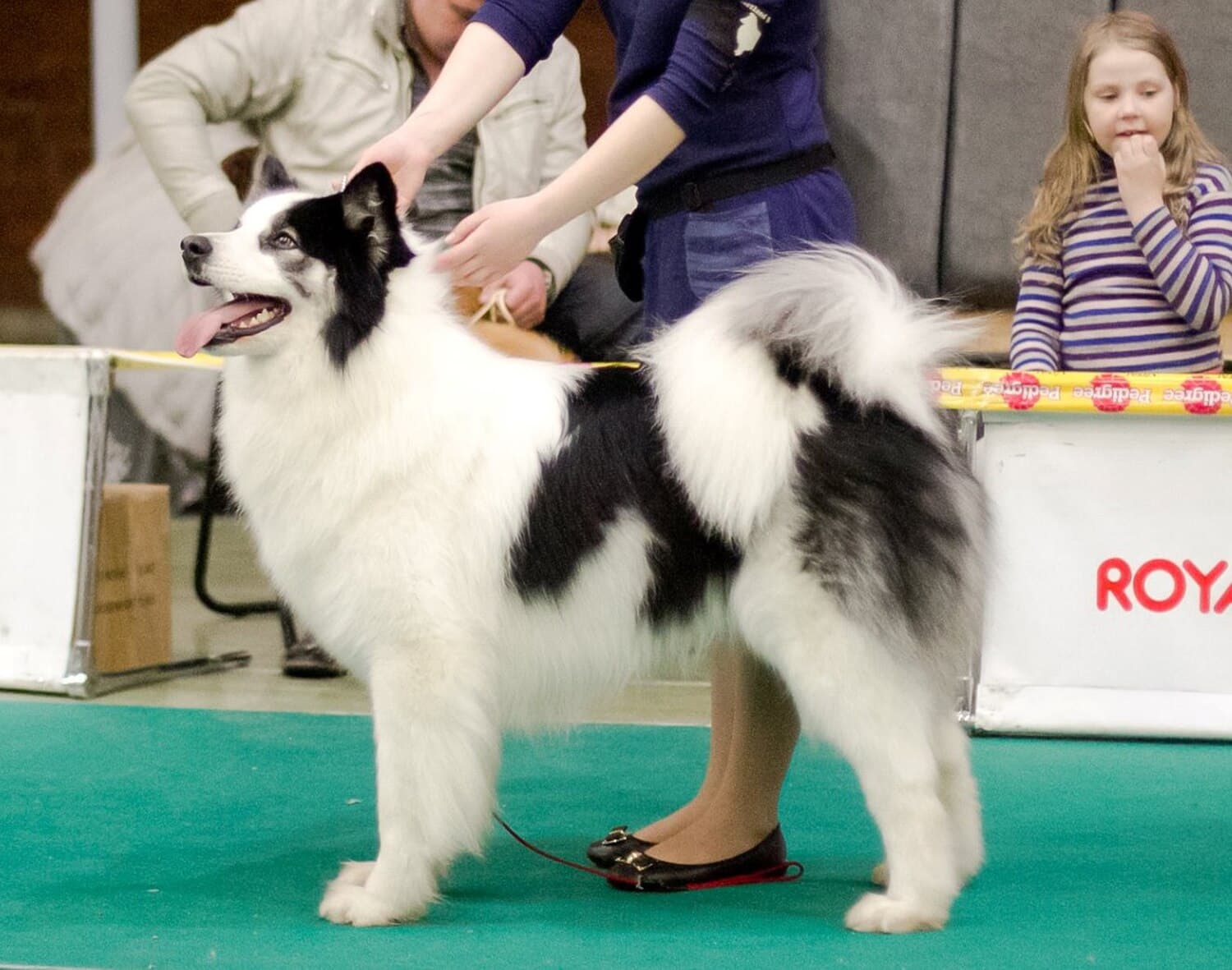 Yakutian Laika
