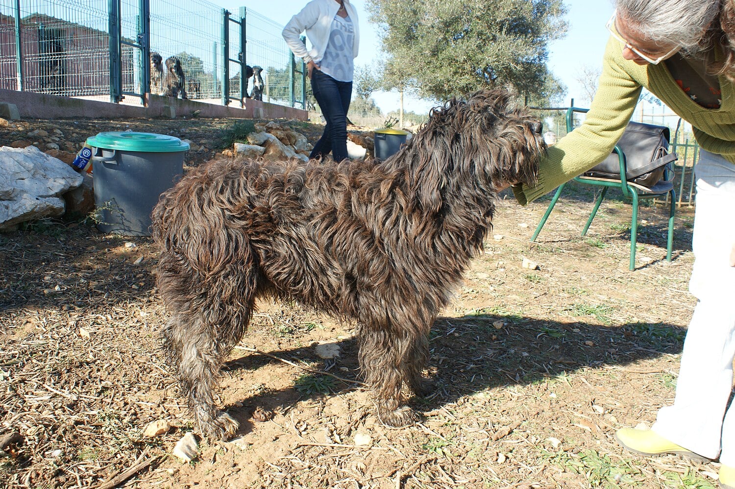 Barbado da Terceira dog breed