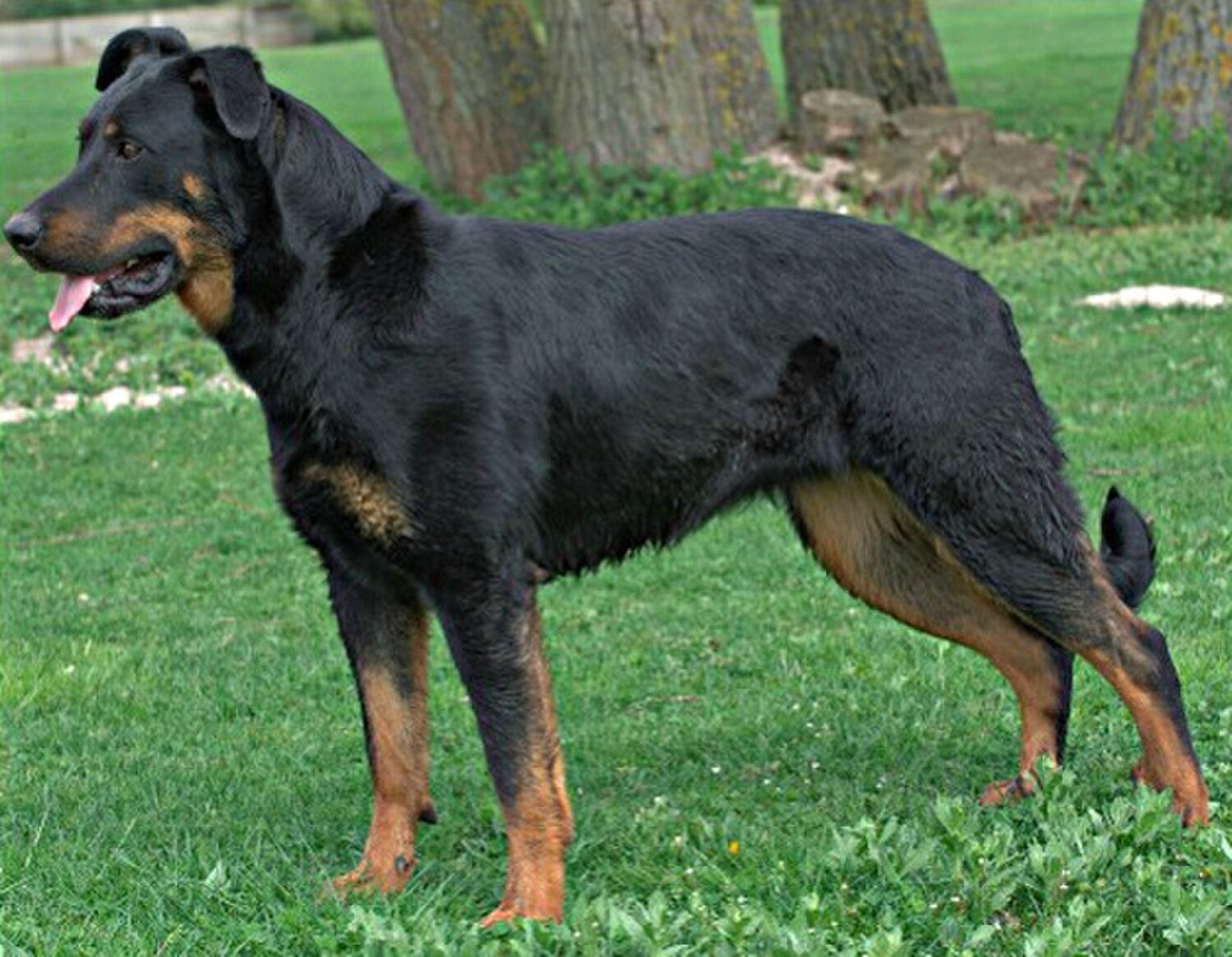 Beauceron dog breed