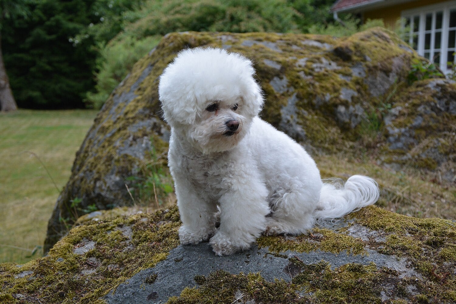 Bichon Frise dog breed