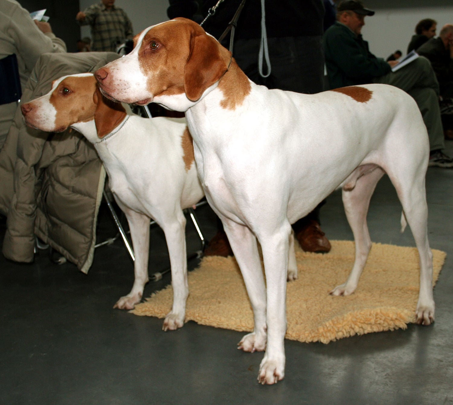 Braque Saint-Germain dog breed
