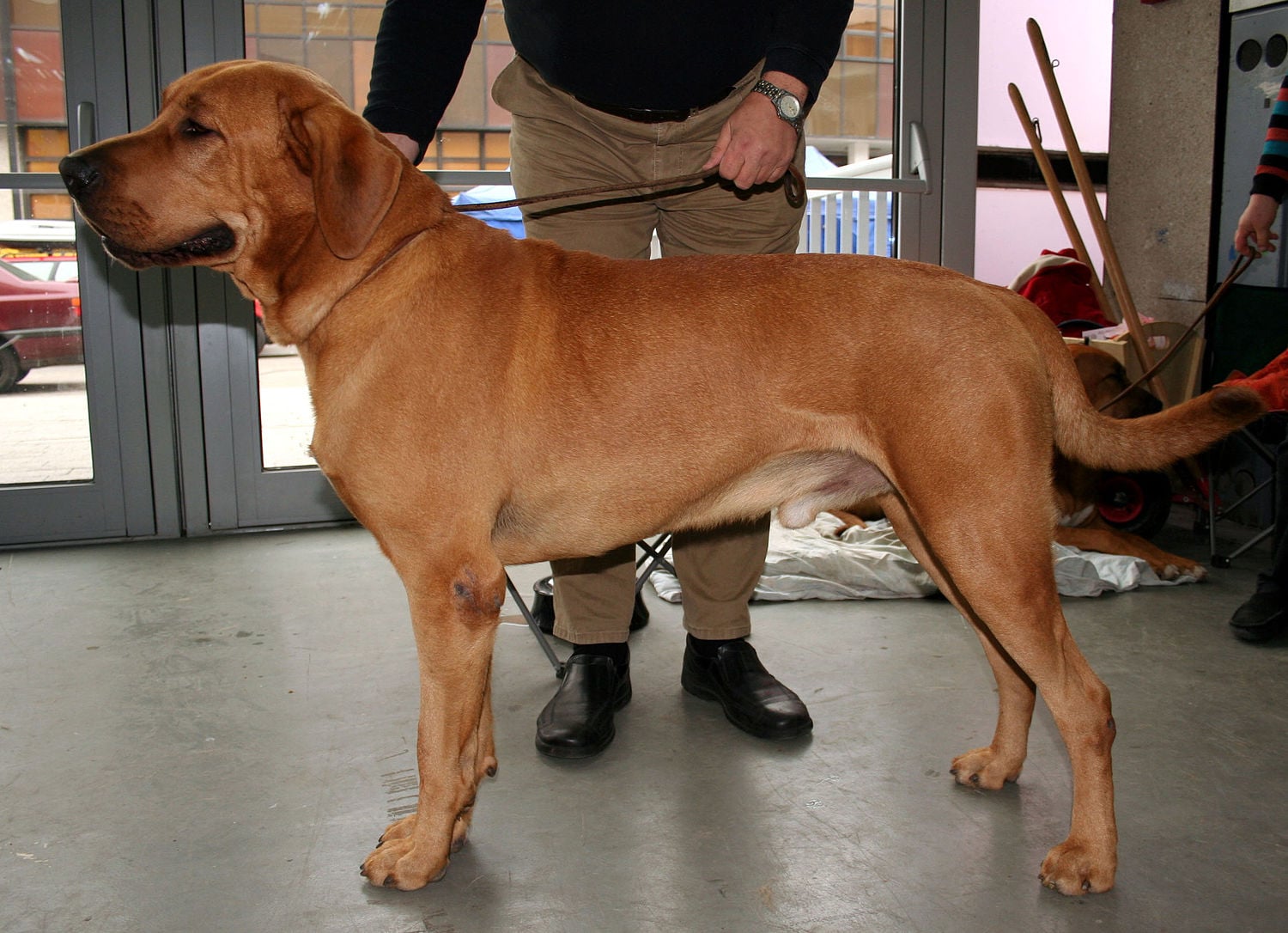 Broholmer dog breed