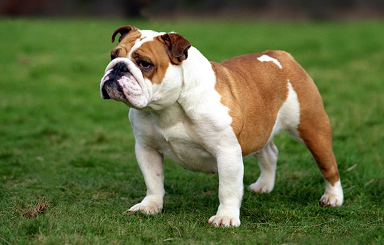 Bulldog dog breed