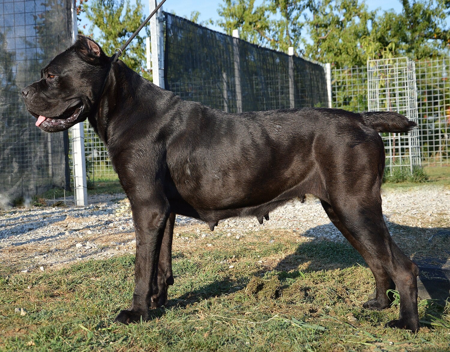 Cane Corso dog breed