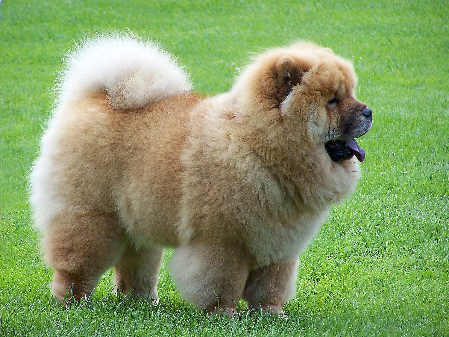 Chow Chow dog breed