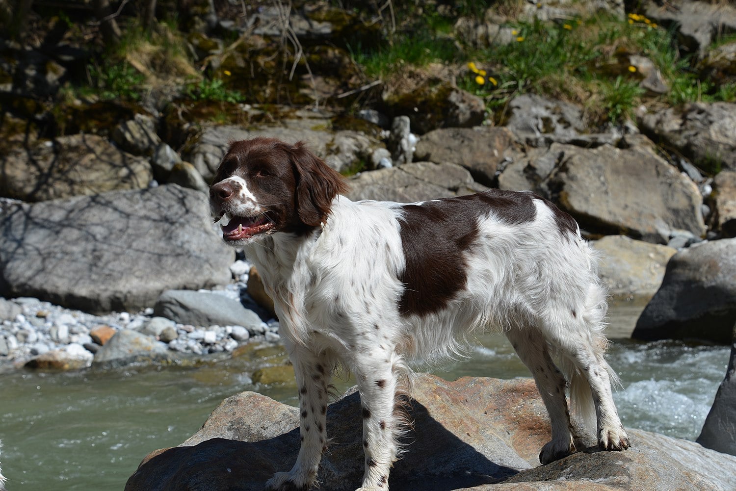Drentsche Patrijshond dog breed