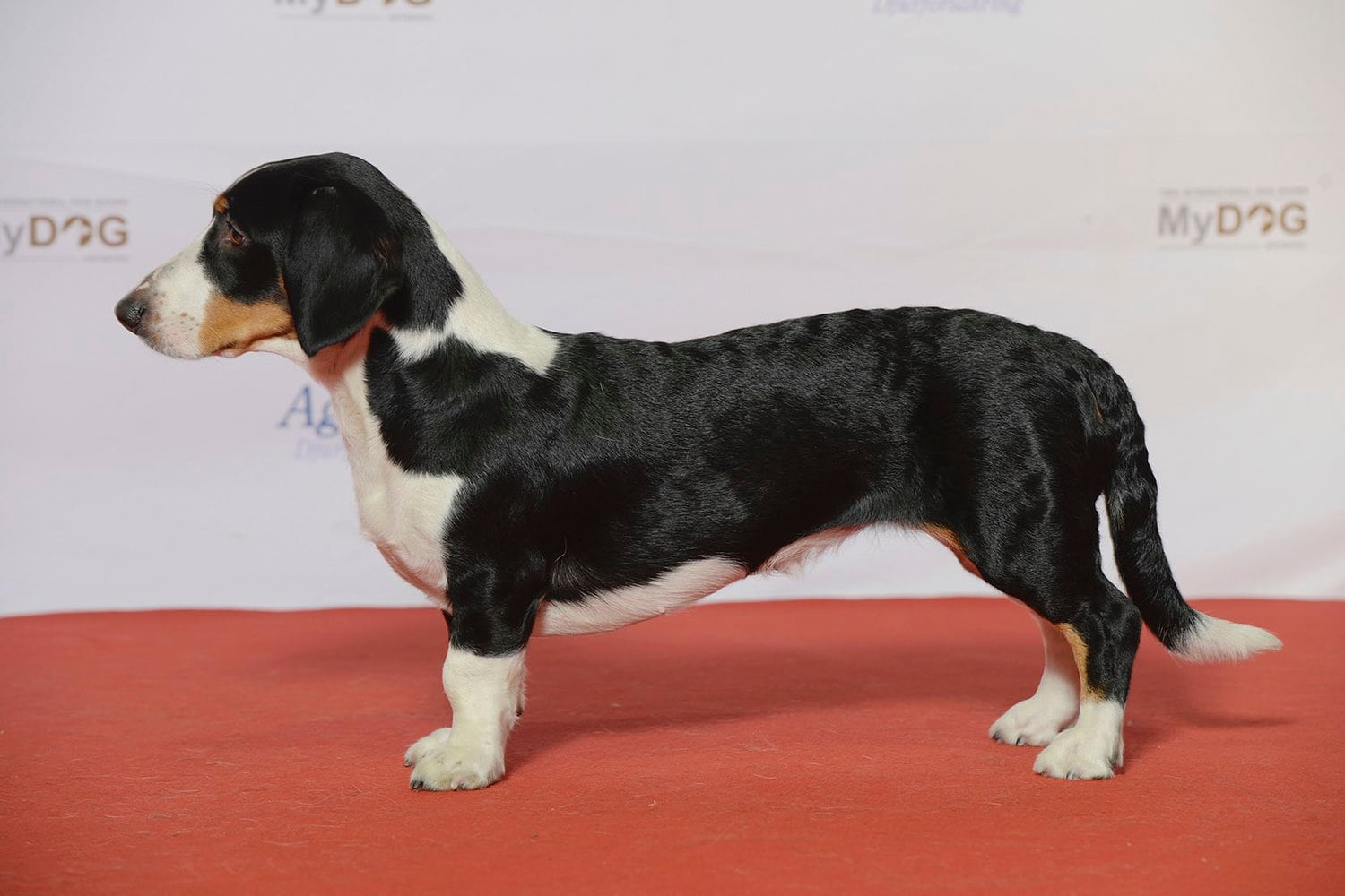 Drever dog breed